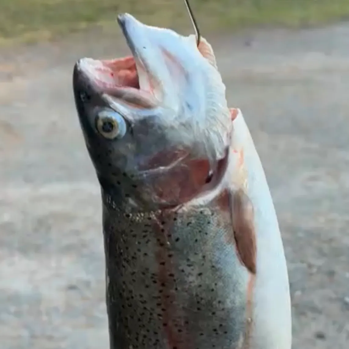 Rainbow trout caught on Fishbrain