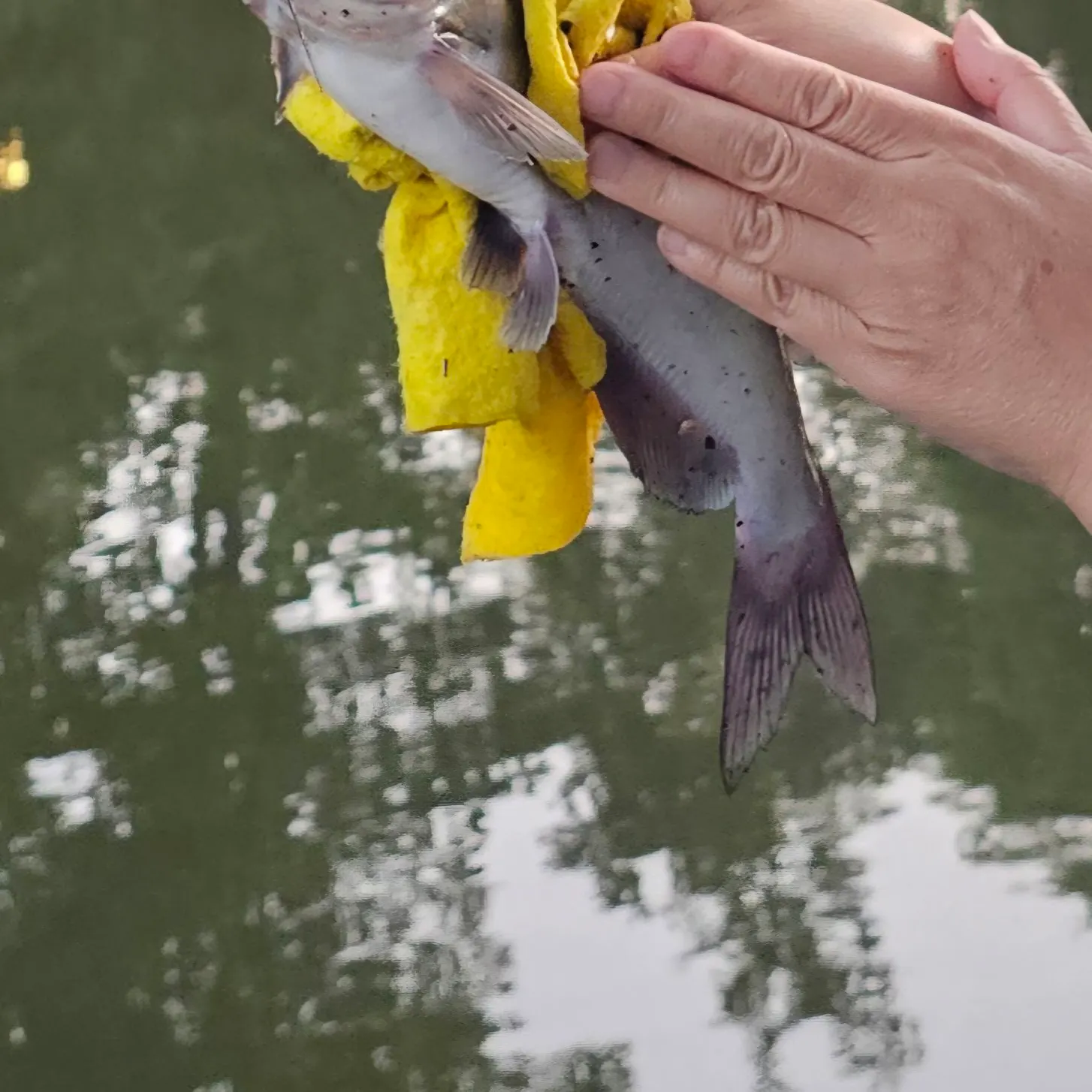 Channel catfish caught on Fishbrain