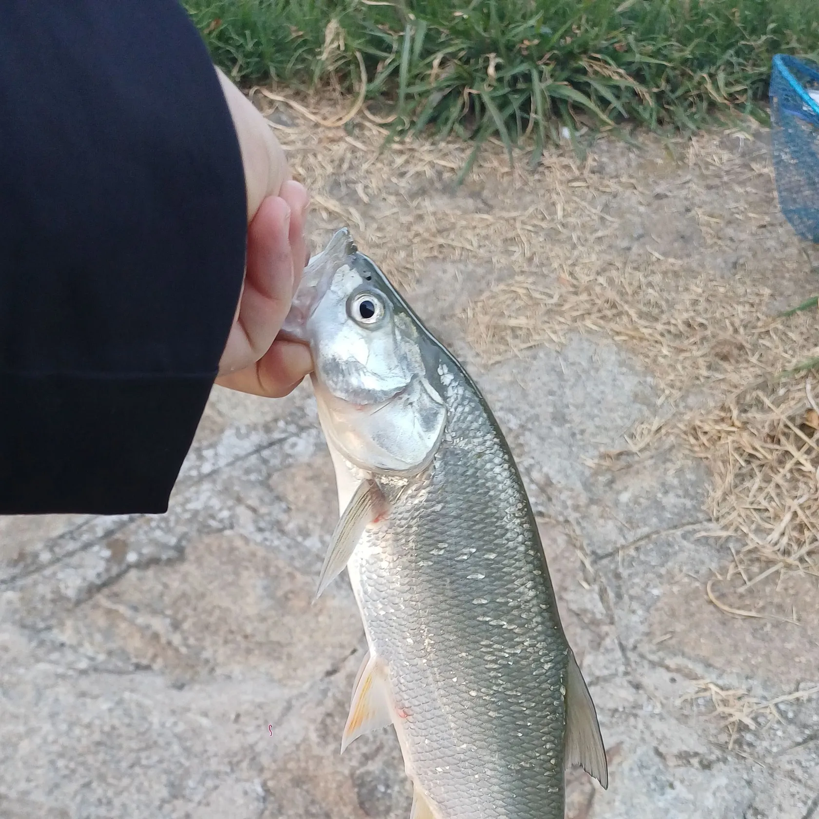 Asp caught on Fishbrain
