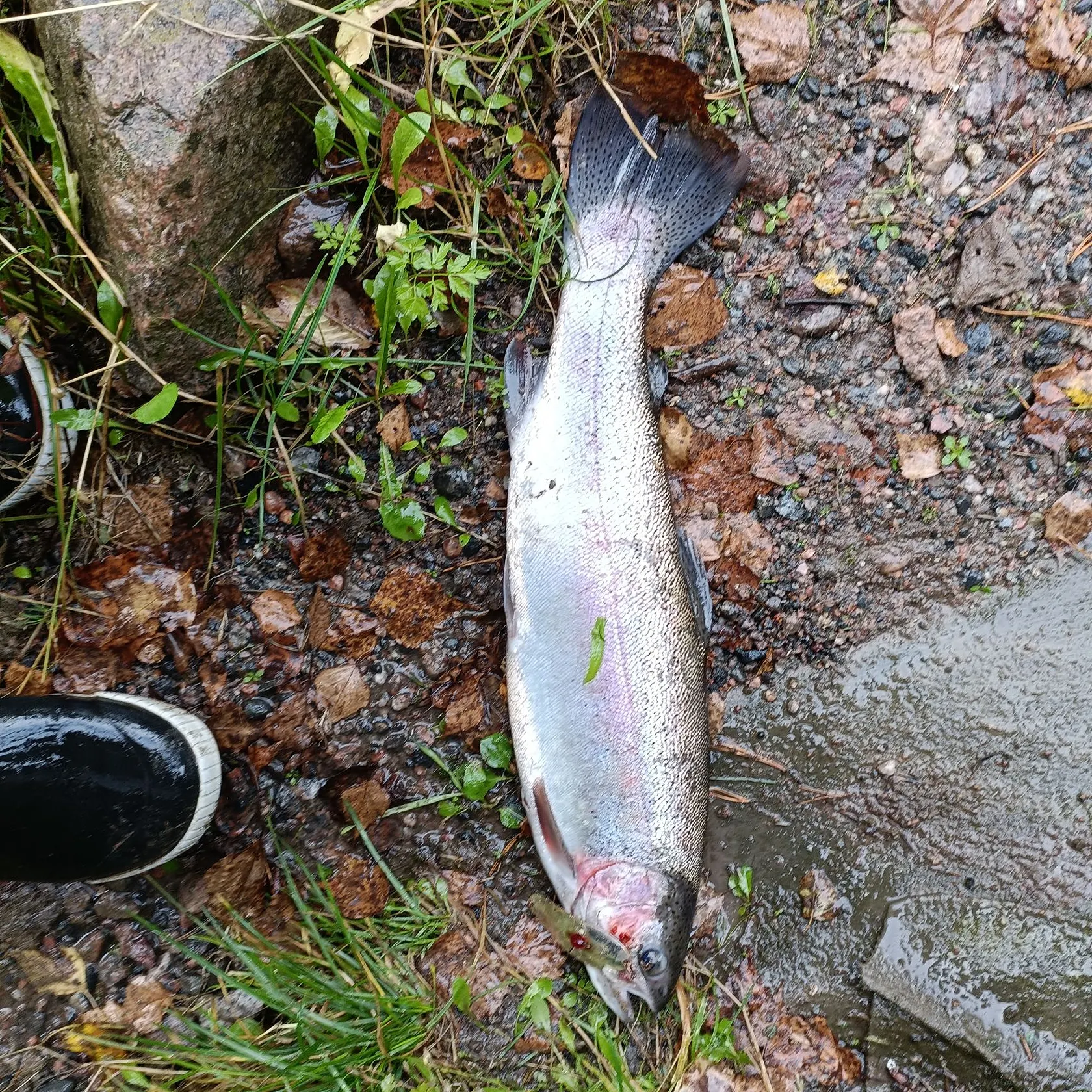 The most recent Rainbow trout catches on Fishbrain
