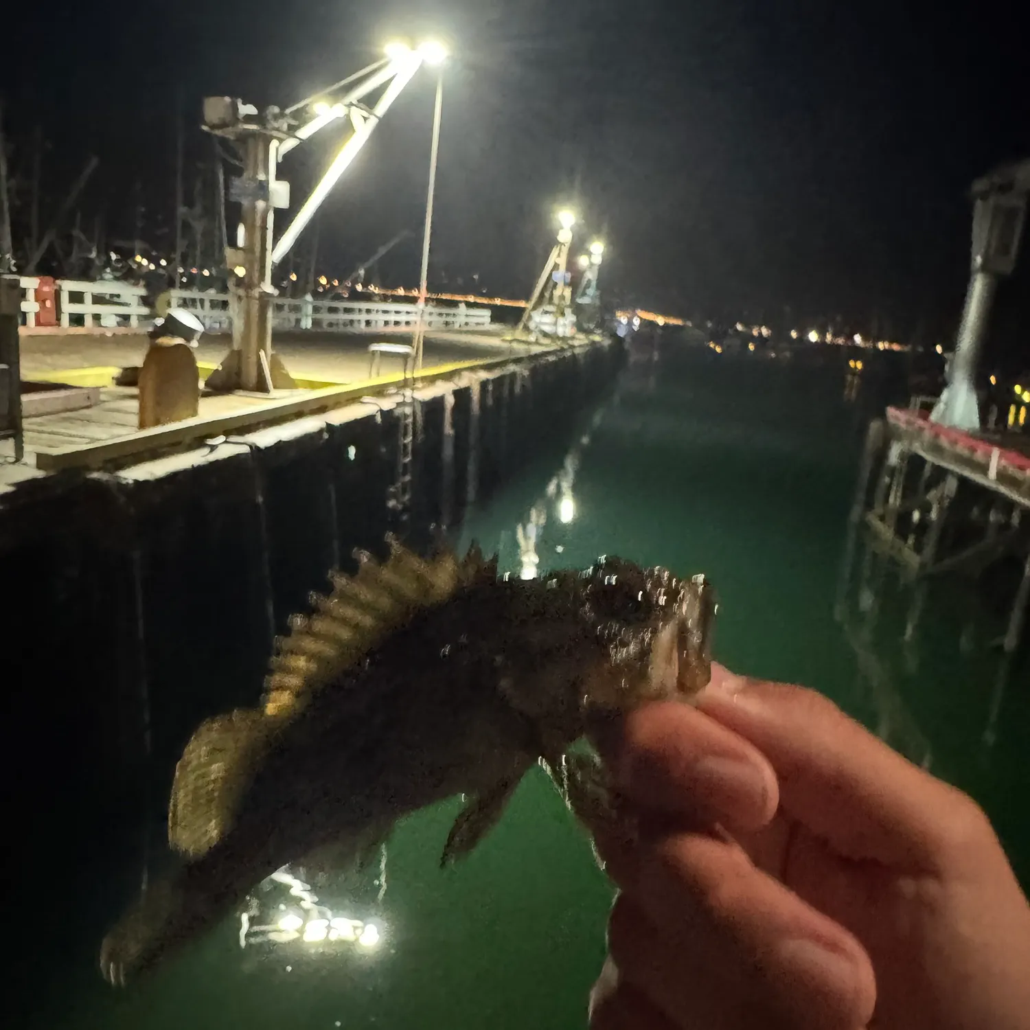 The most recent Grass rockfish catches on Fishbrain