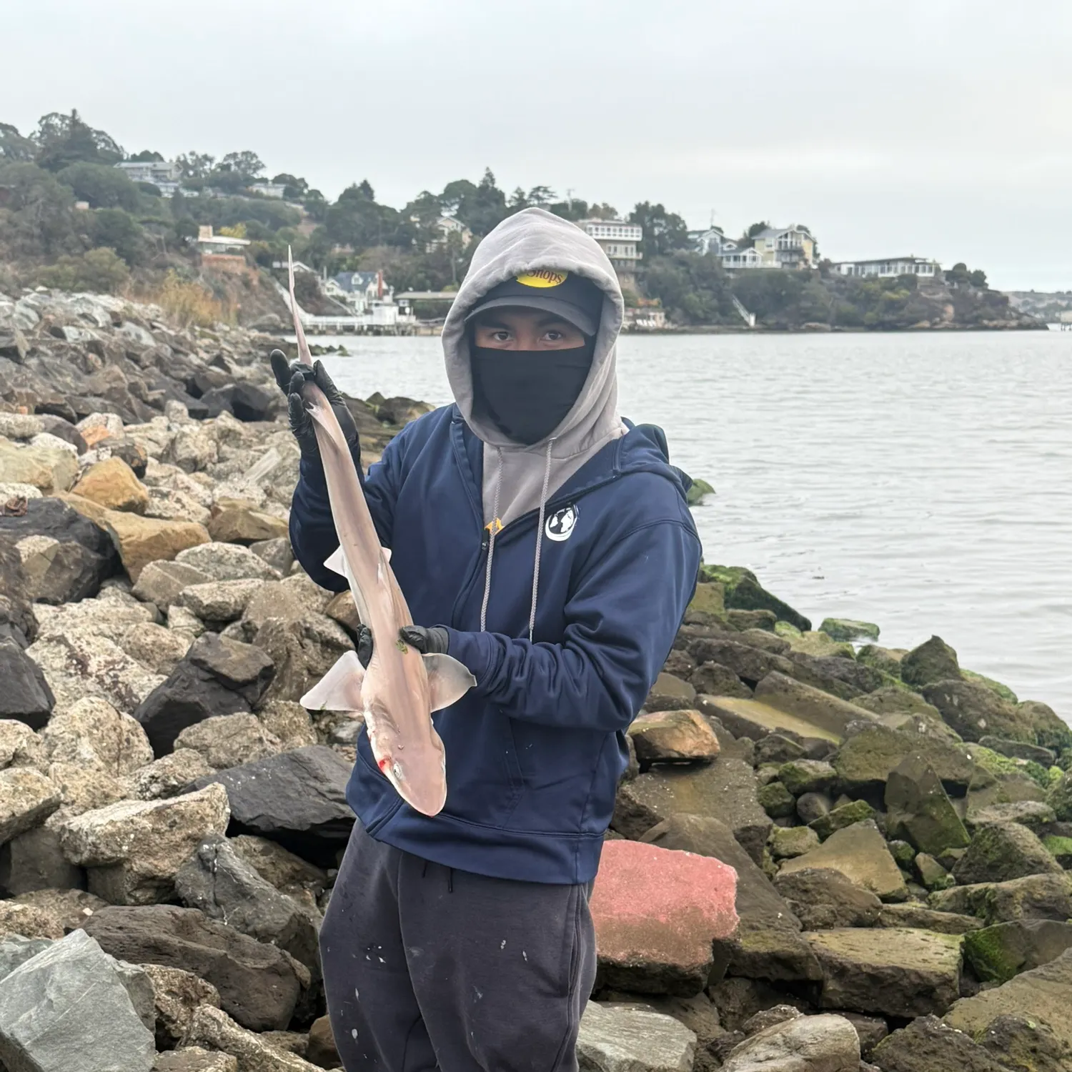 The most recent Brown smooth-hound catches on Fishbrain