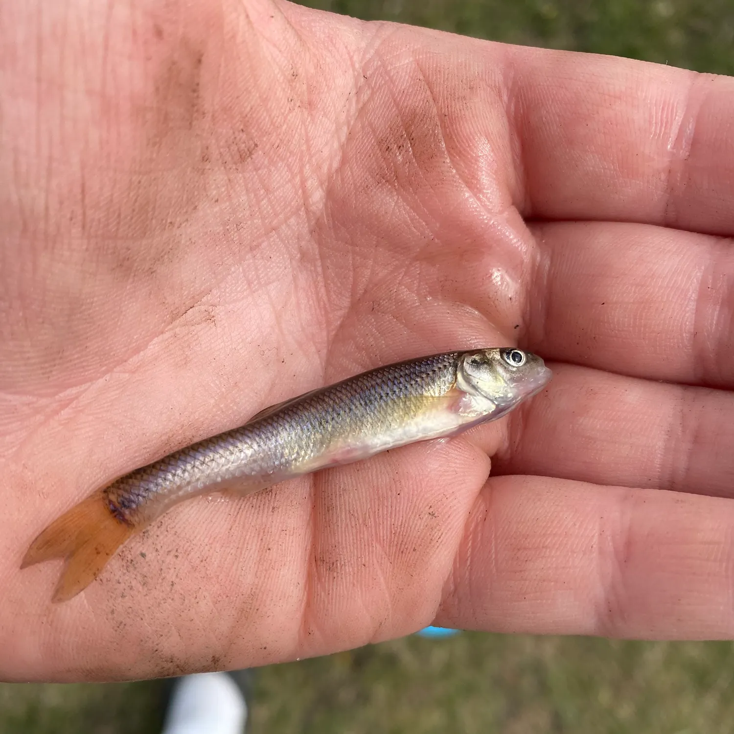 most liked catch image