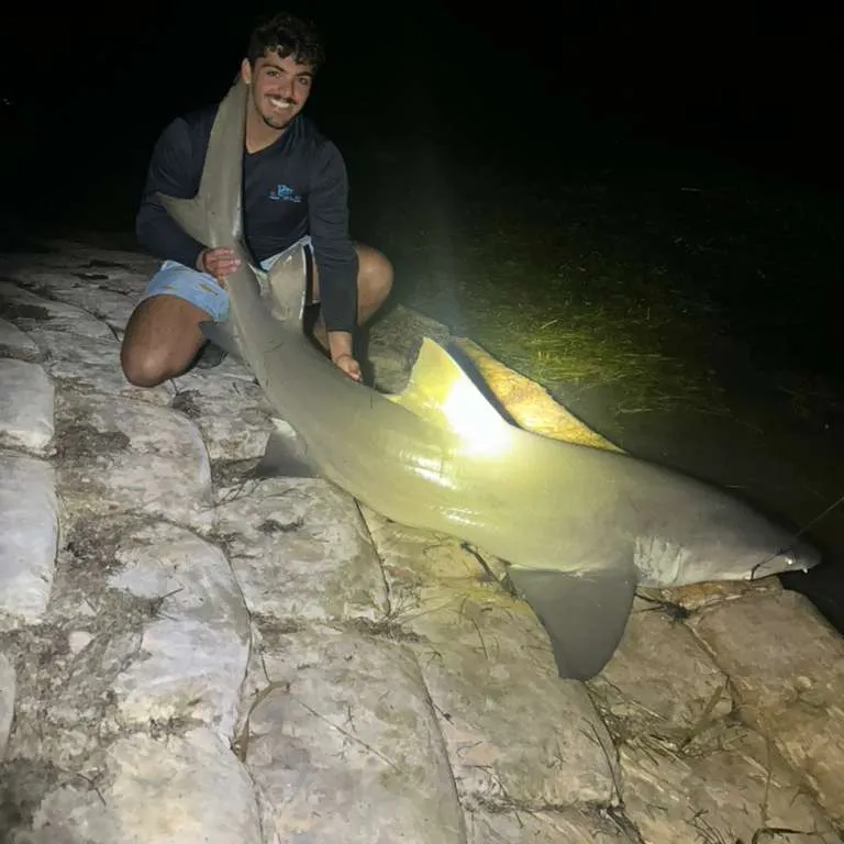 The most recent Lemon shark catches on Fishbrain