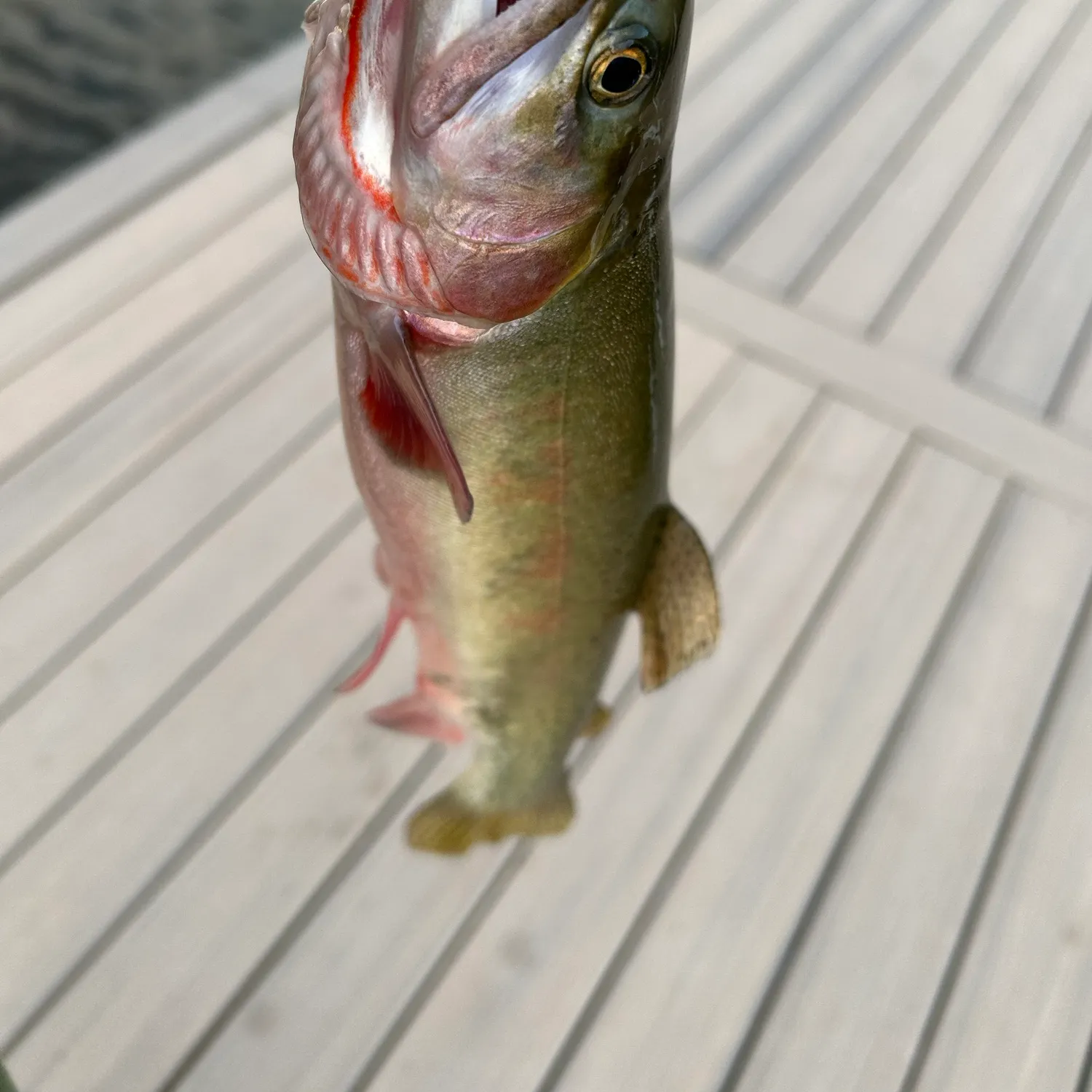 Cutthroat trout caught on Fishbrain