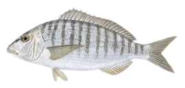 Striped seabream