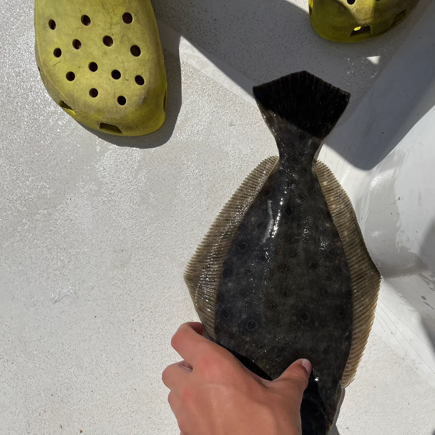 Summer flounder caught on Fishbrain