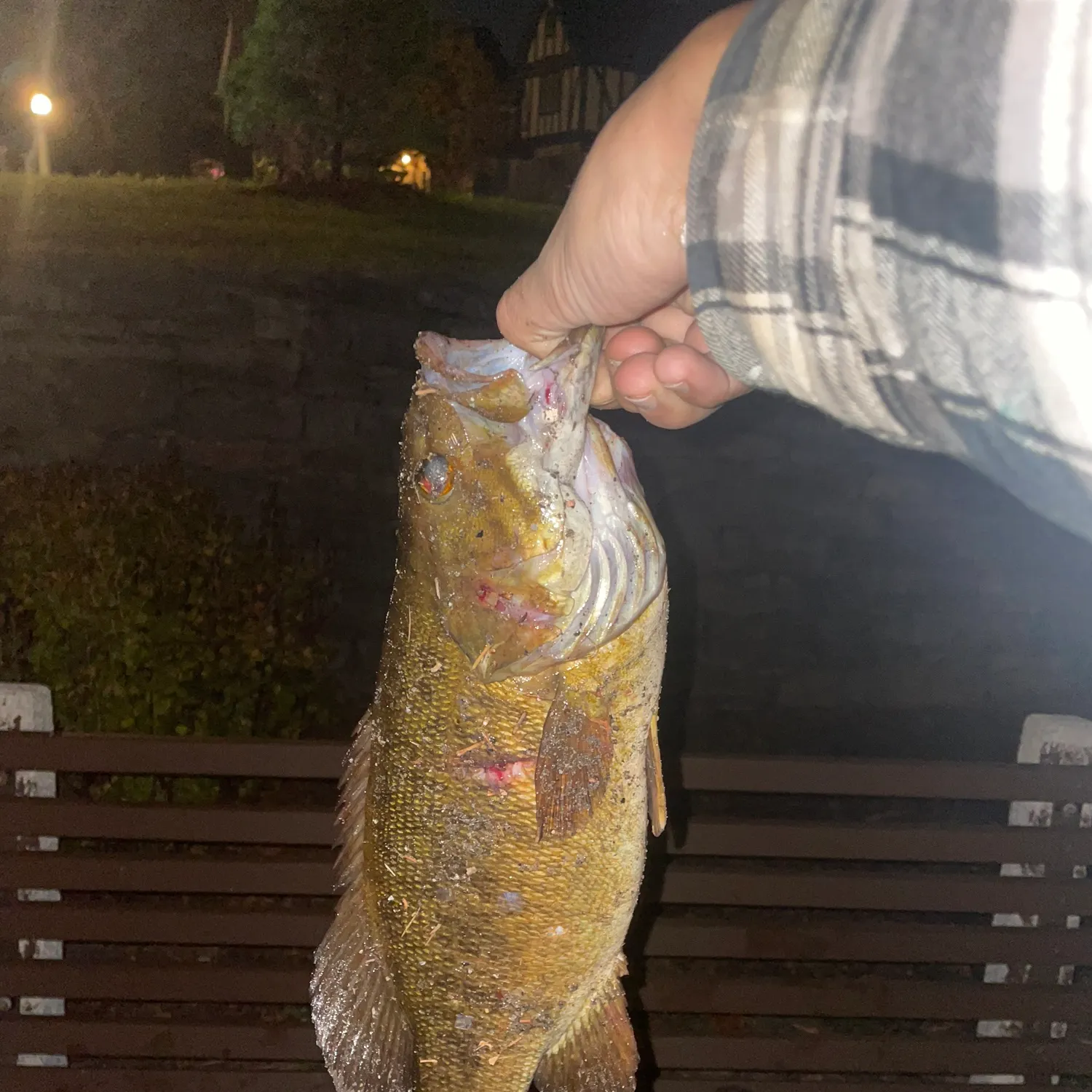 Smallmouth bass caught on Fishbrain