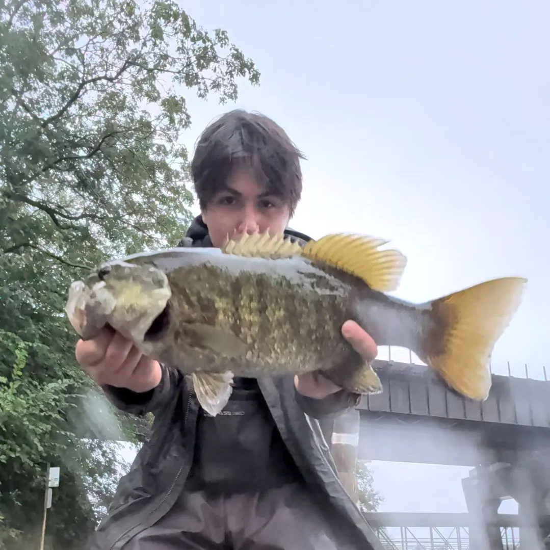 Smallmouth bass caught on Fishbrain
