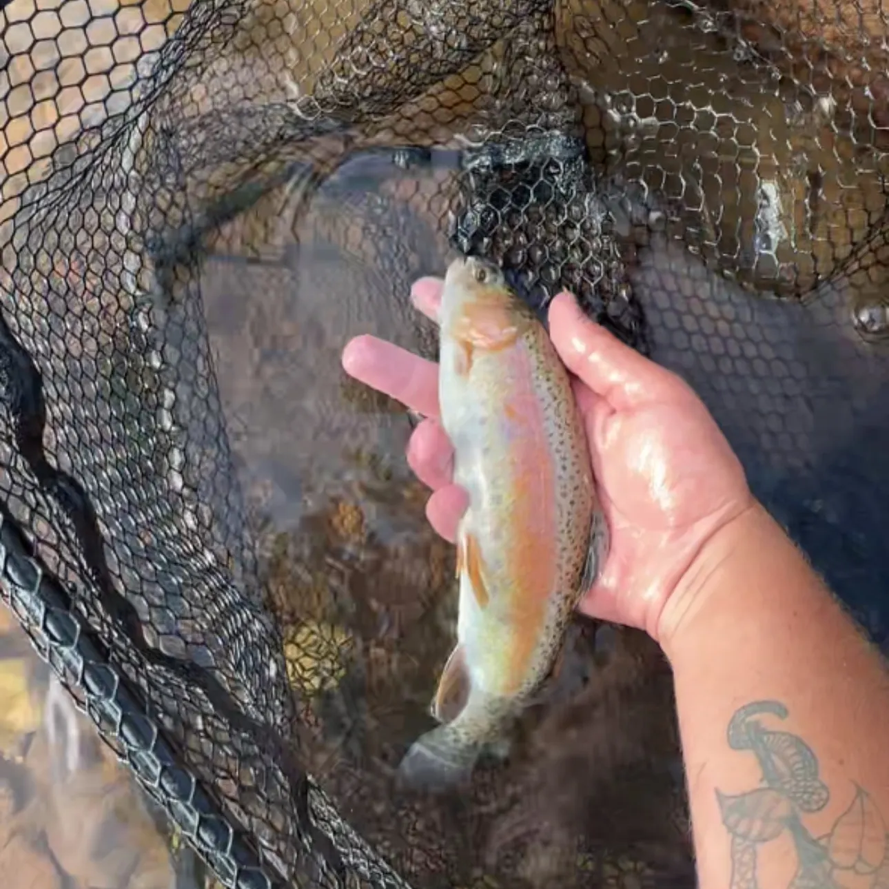Cutbow caught on Fishbrain