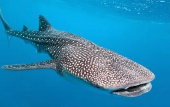 Whole Live Whale Shark