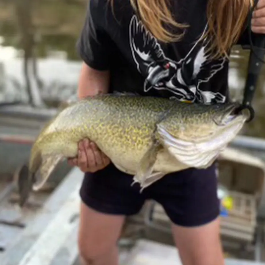 The most recent Murray cod catches on Fishbrain