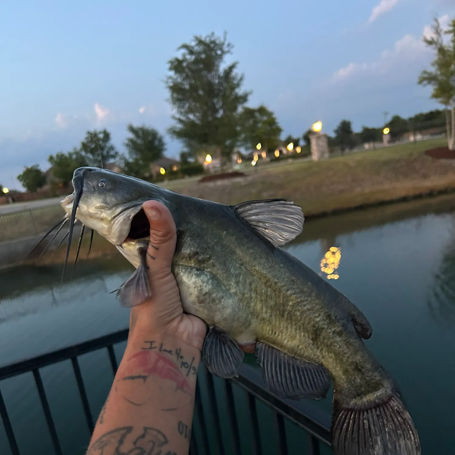 recently logged catches