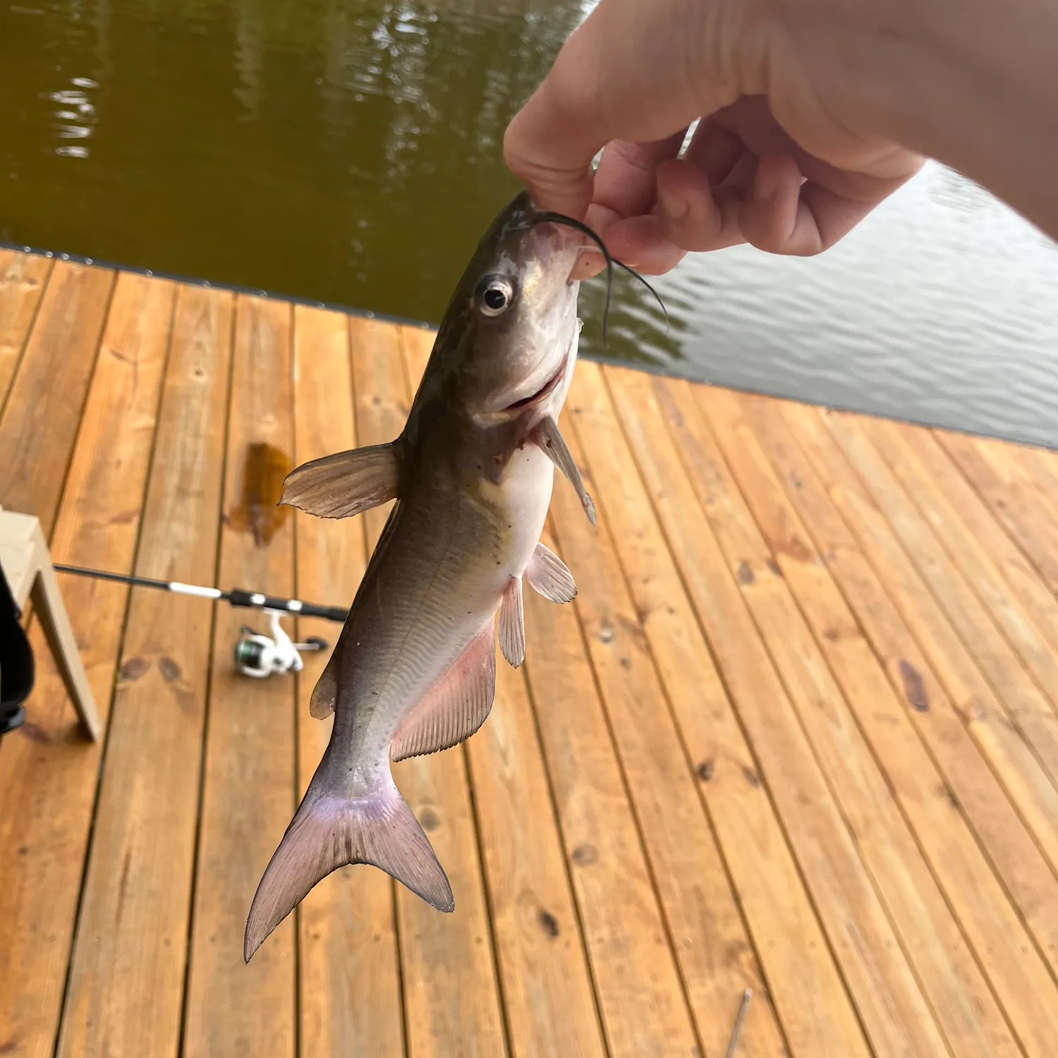 Channel catfish caught on Fishbrain