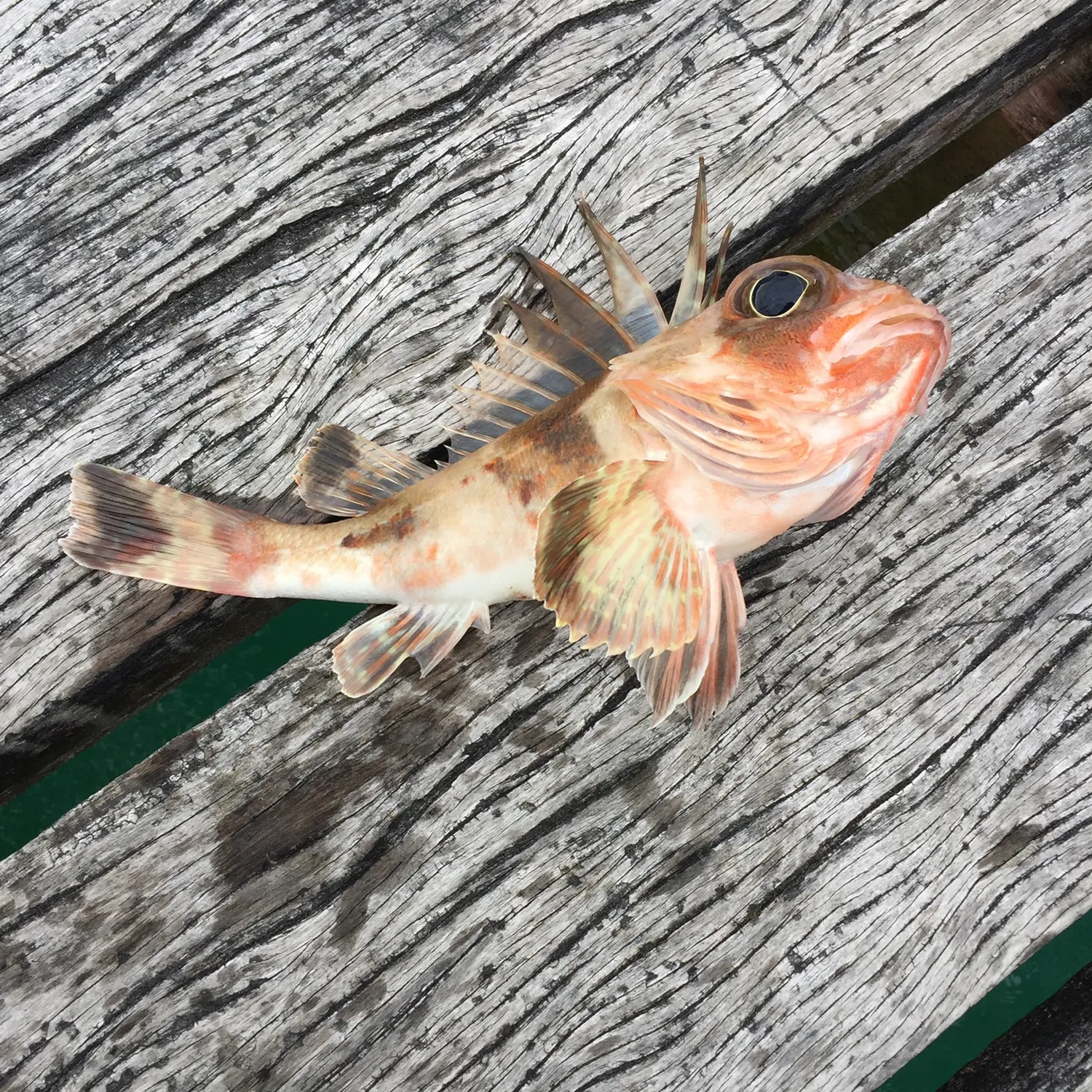 The most recent Common gurnard perch catches on Fishbrain