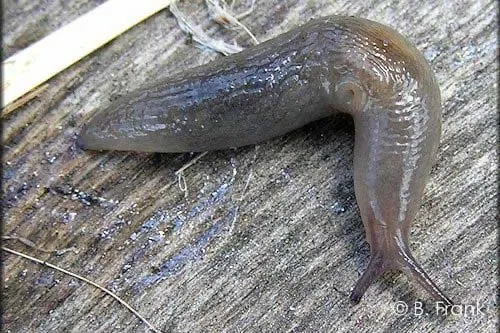 Slug