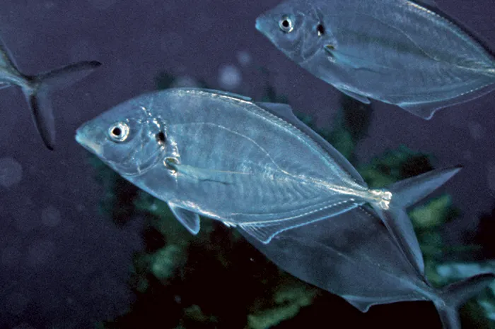 Skipjack trevally