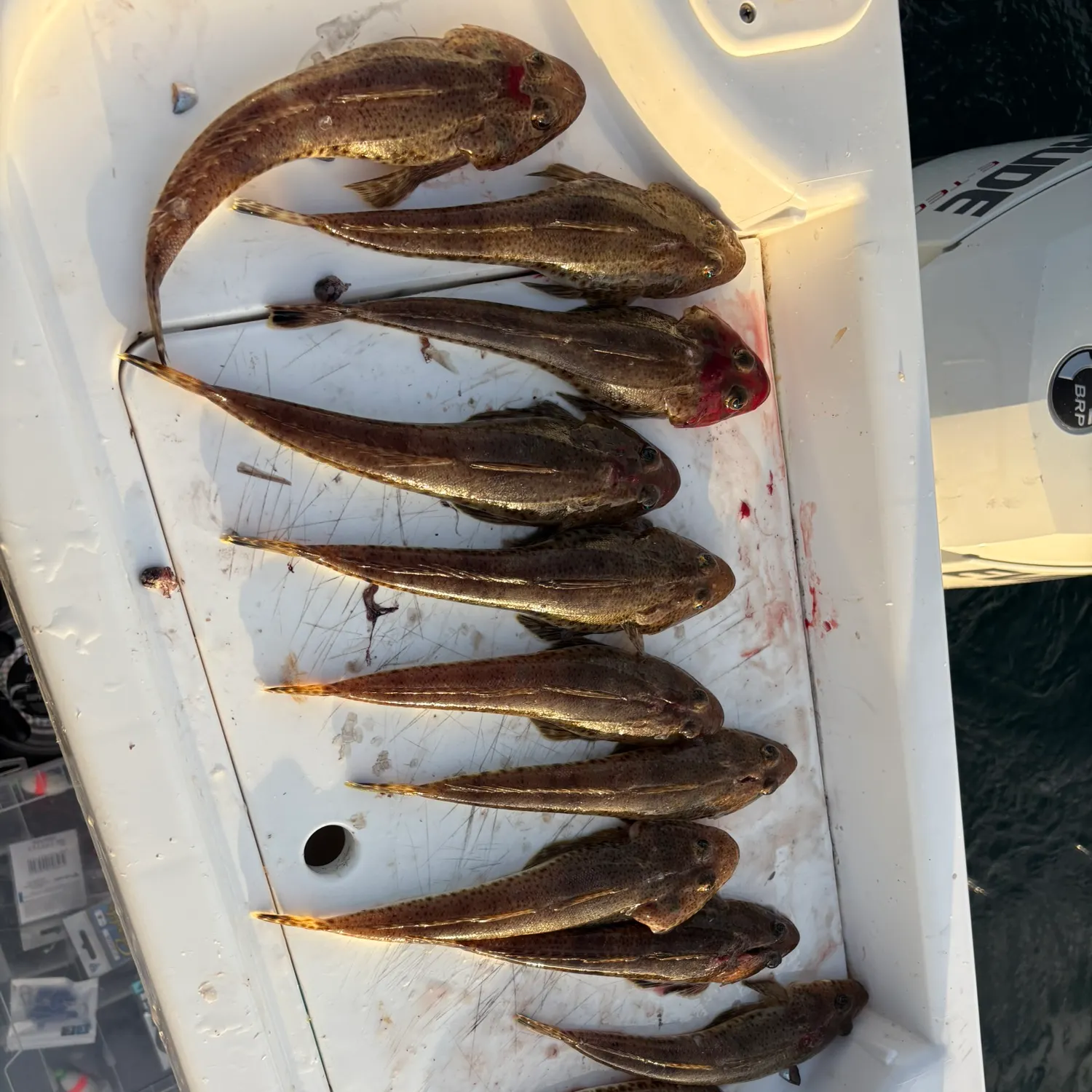 The most recent Sand flathead catches on Fishbrain