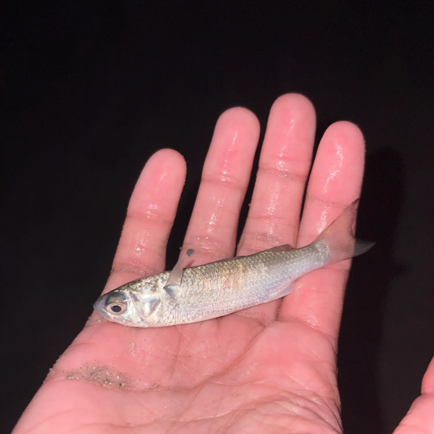 The most recent White mullet catches on Fishbrain