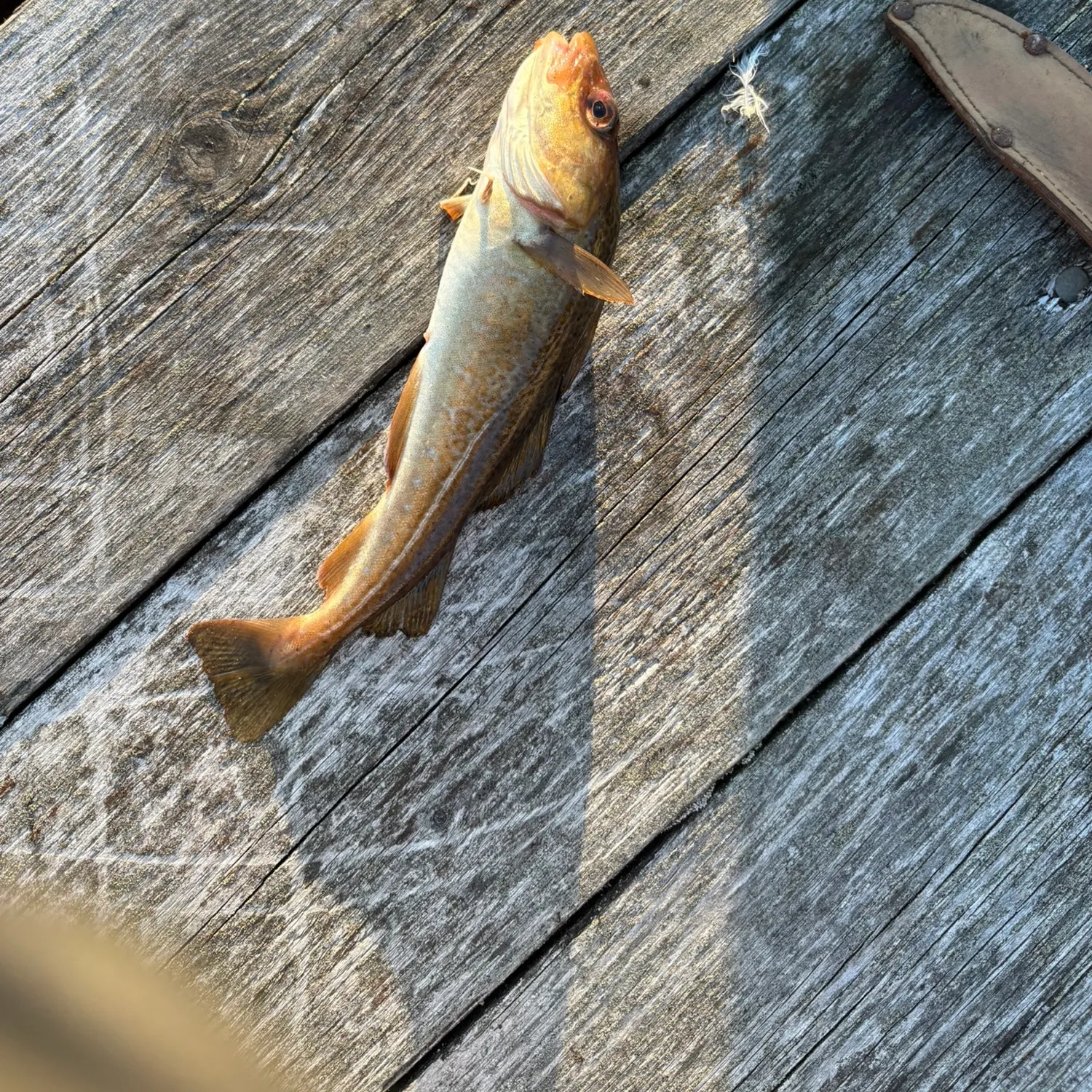 Atlantic cod caught on Fishbrain