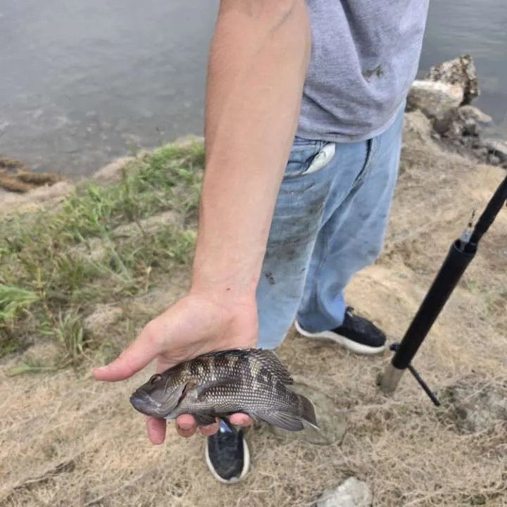 Black sea bass caught on Fishbrain