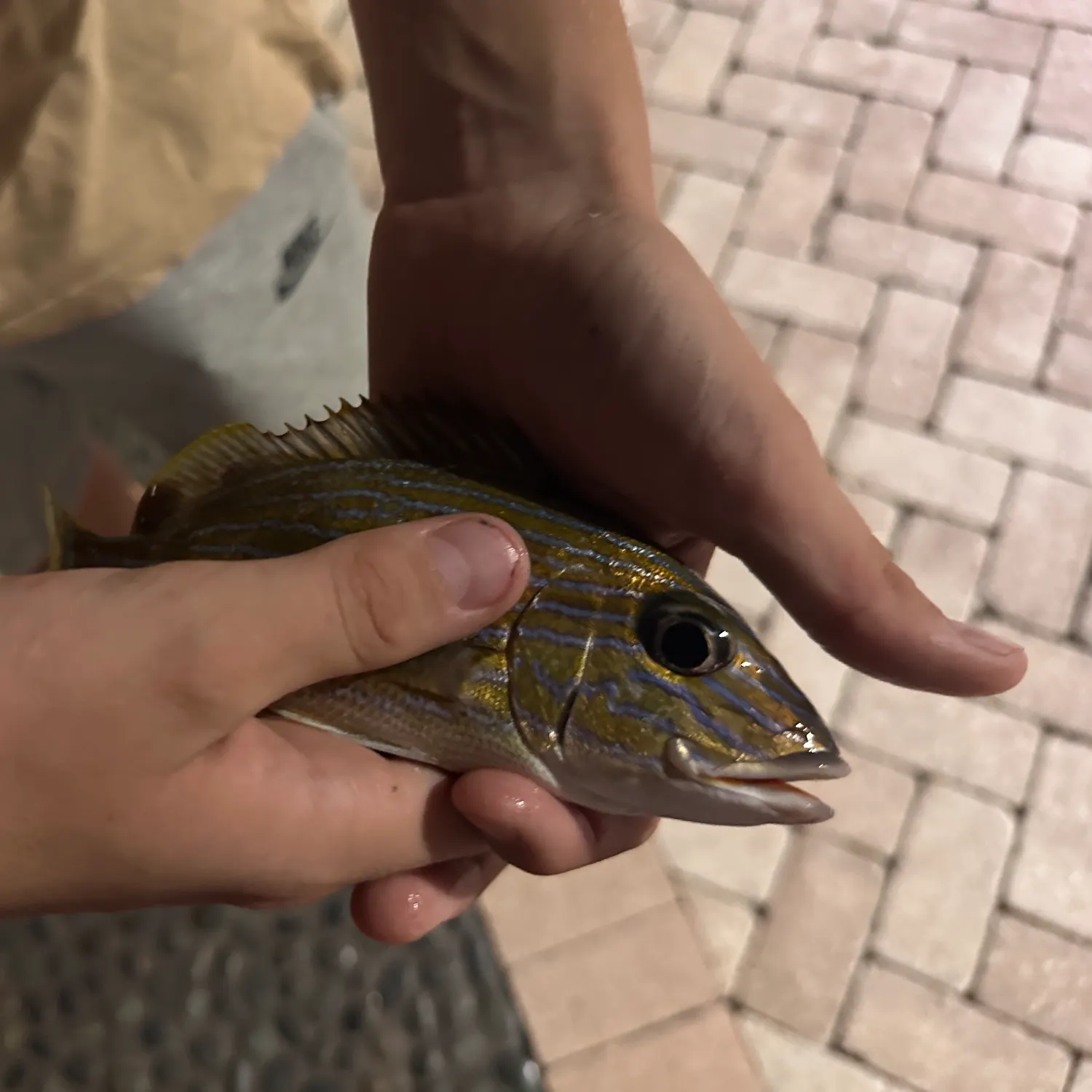The most recent Bluestriped grunt catches on Fishbrain