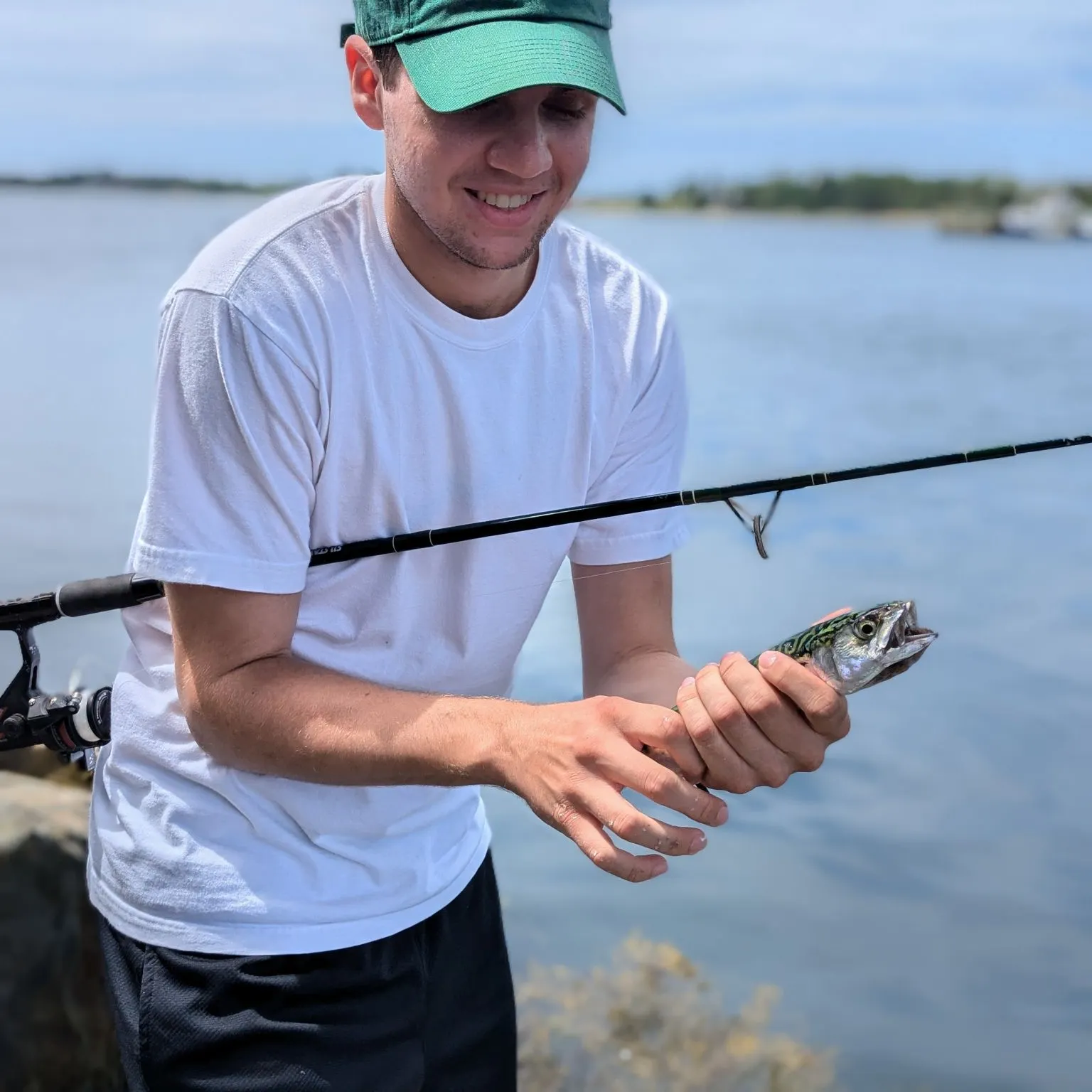 The most recent Atlantic mackerel catches on Fishbrain