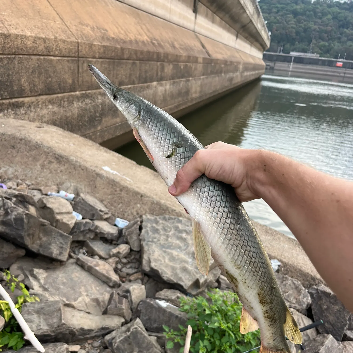 Shortnose gar caught on Fishbrain