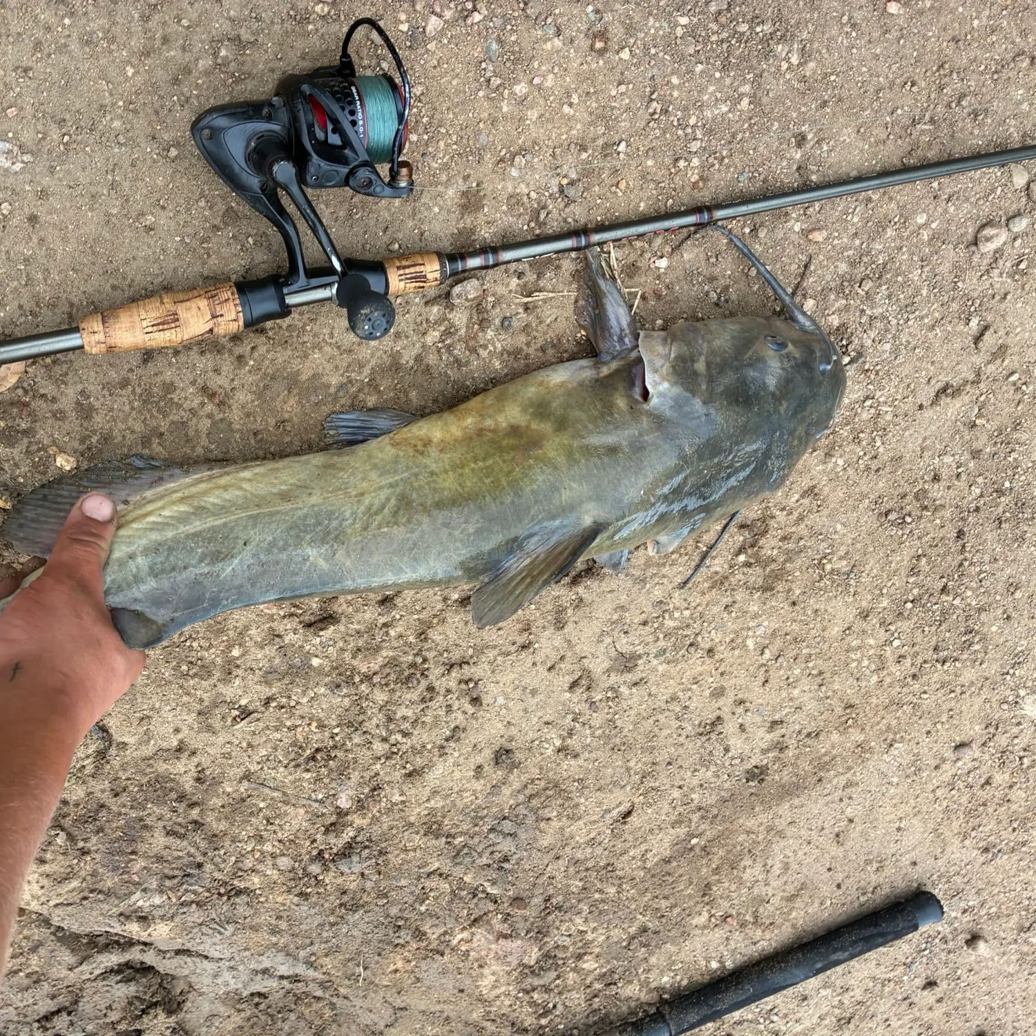 Channel catfish caught on Fishbrain