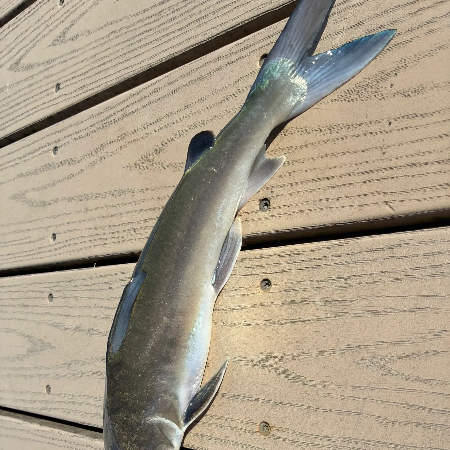 Hardhead sea catfish caught on Fishbrain