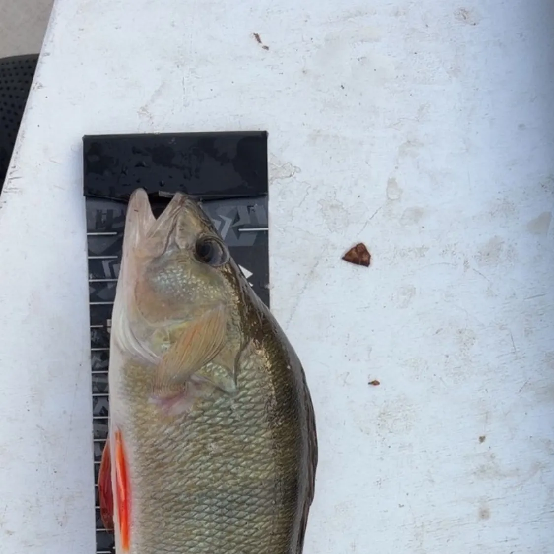 European perch caught on Fishbrain