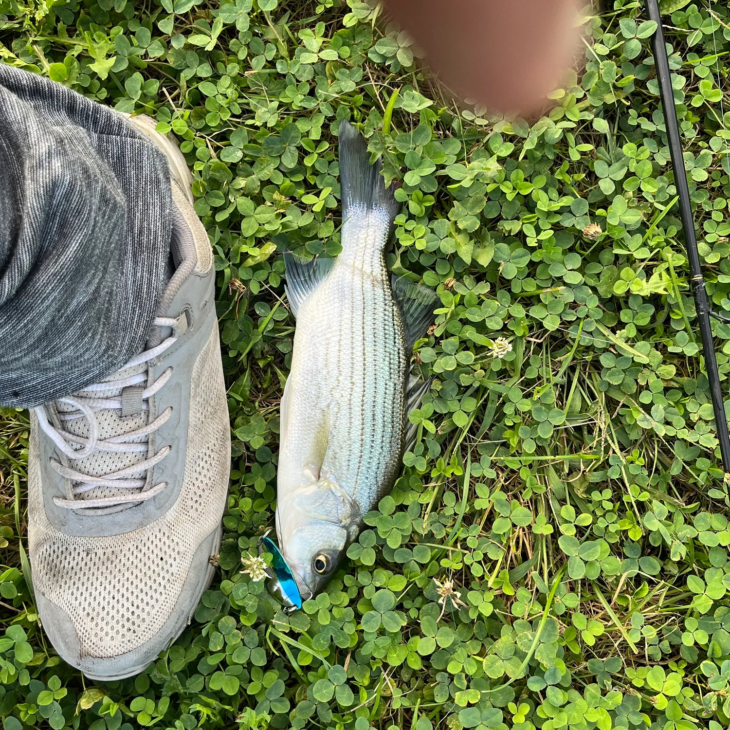 Wiper caught on Fishbrain