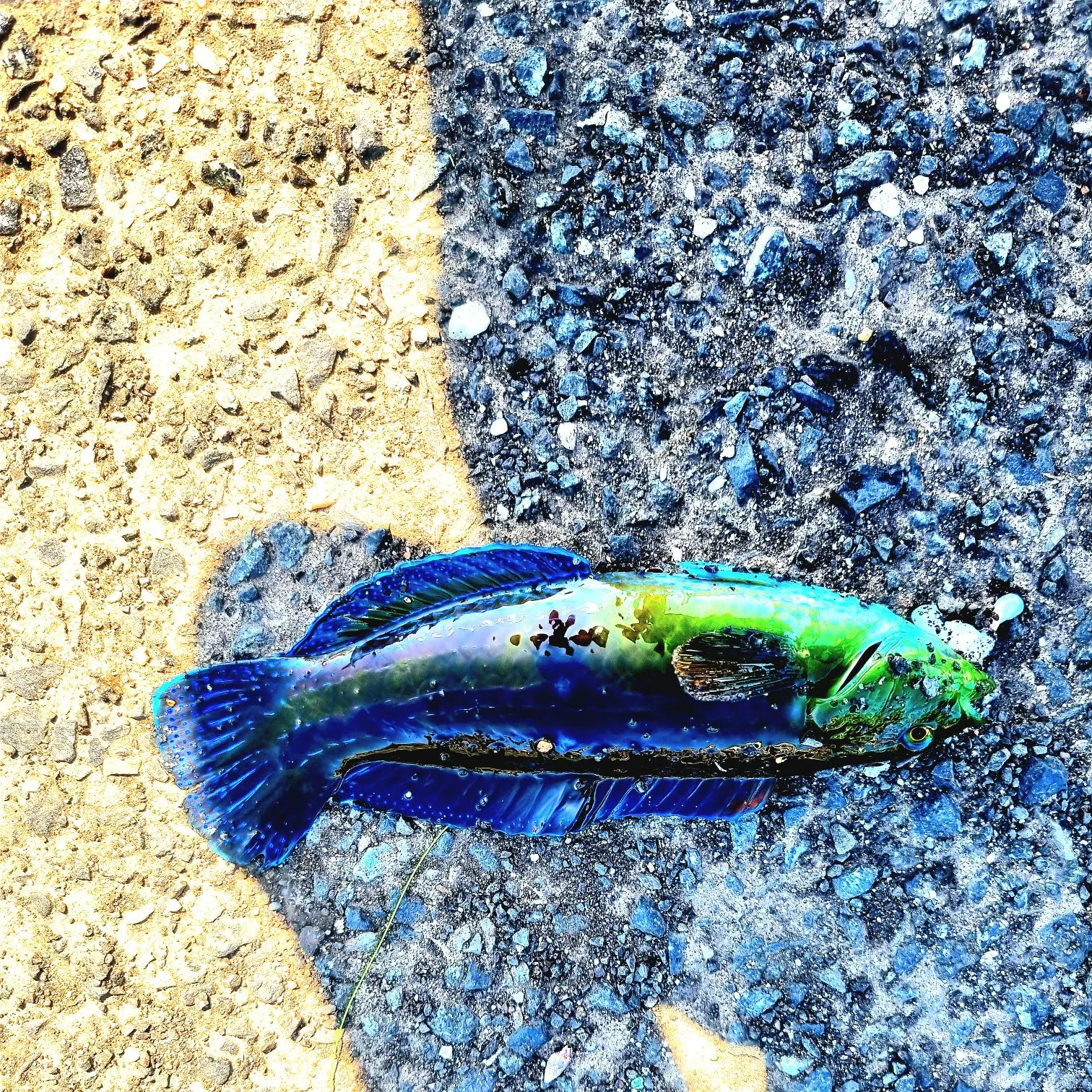 The most recent Surge wrasse catches on Fishbrain