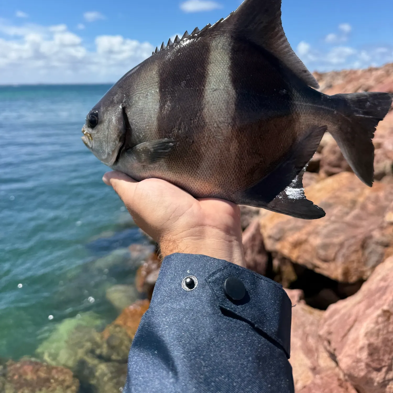 Banded sweep caught on Fishbrain
