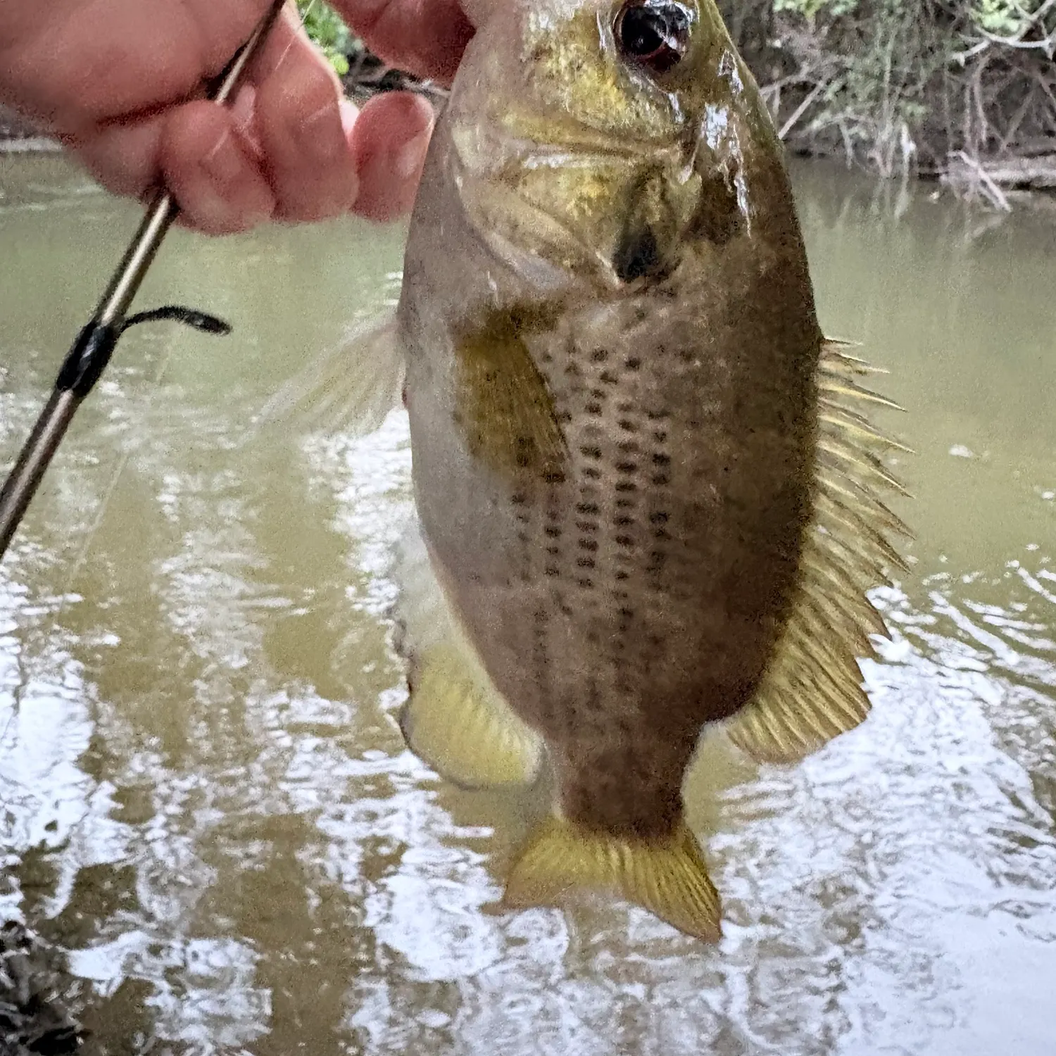 Rock bass caught on Fishbrain