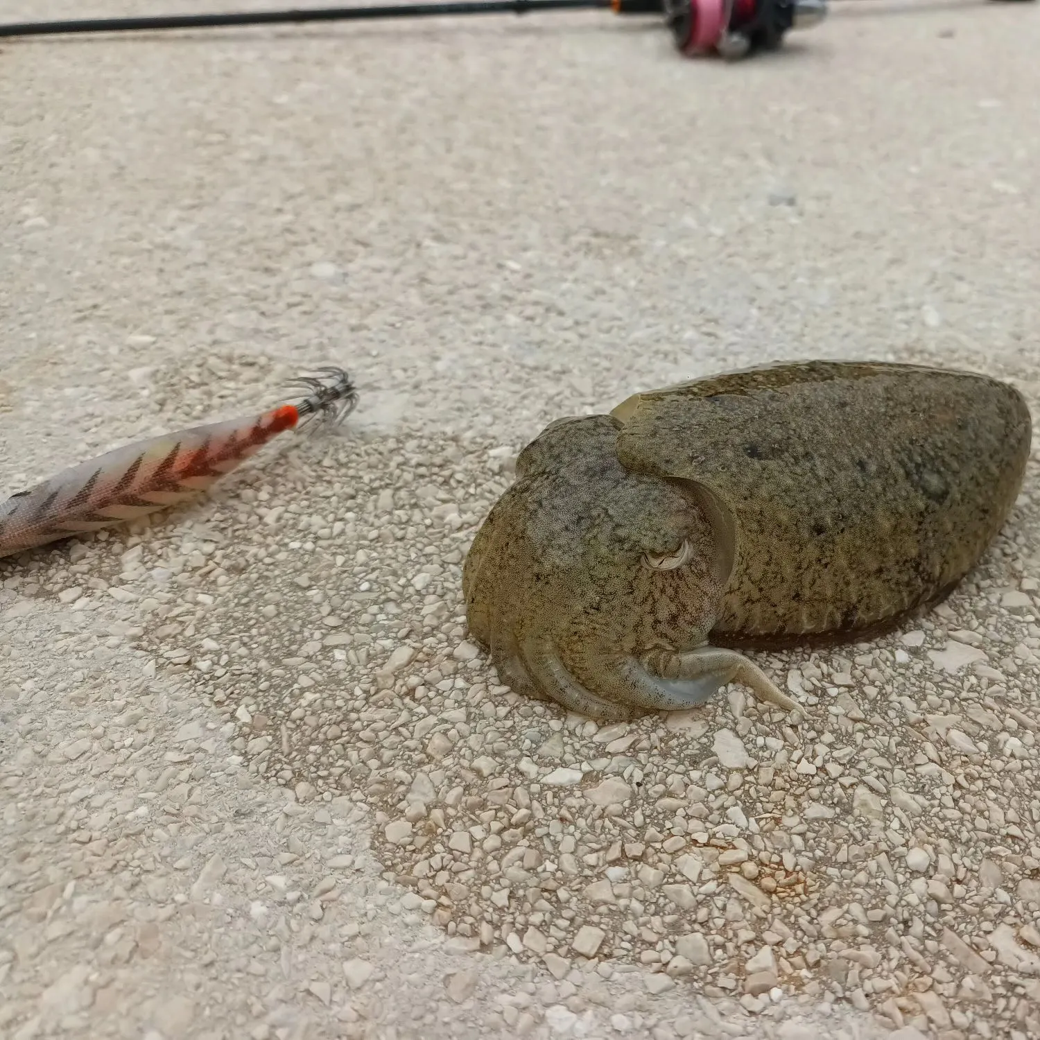 The most recent Common cuttlefish catches on Fishbrain