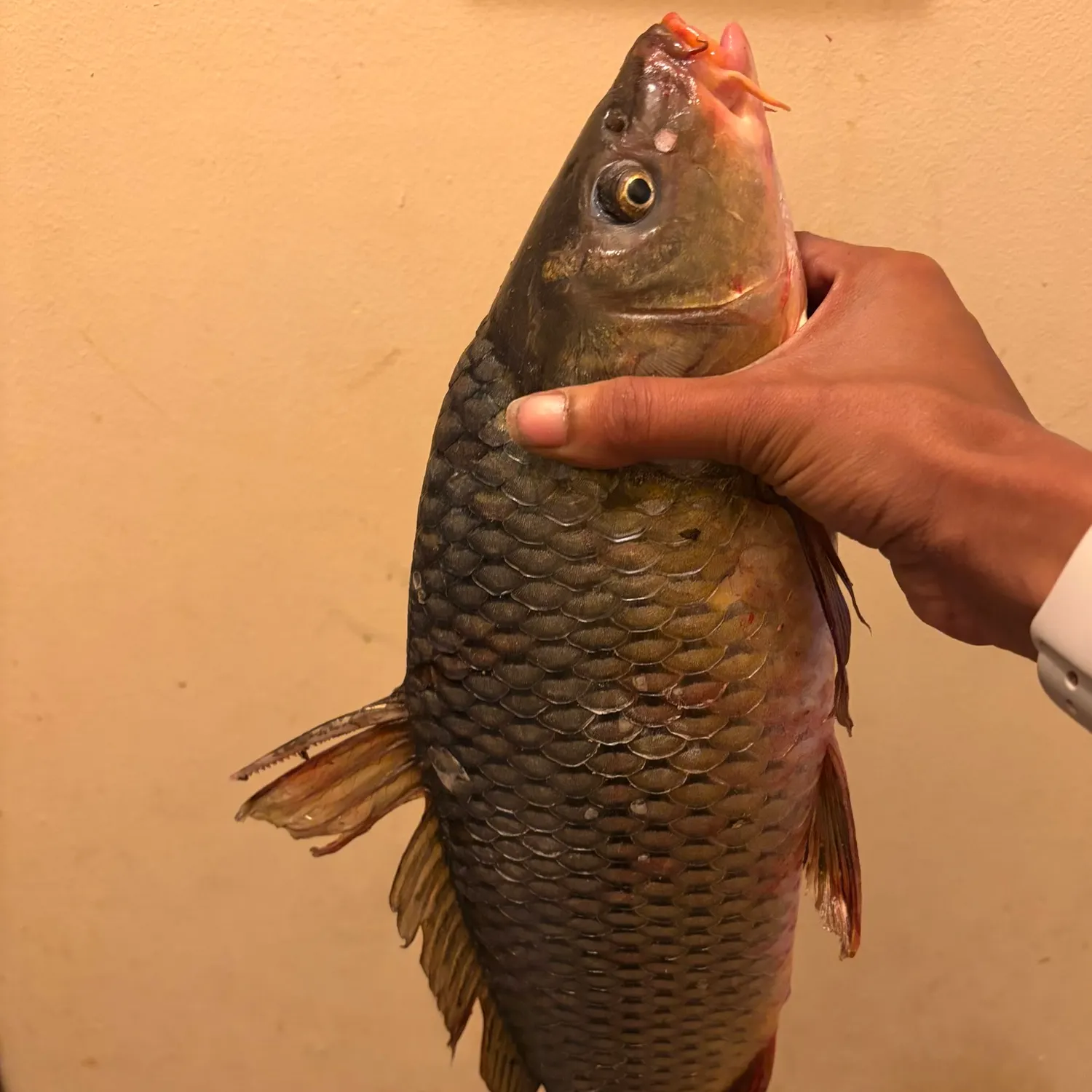 Common carp caught on Fishbrain