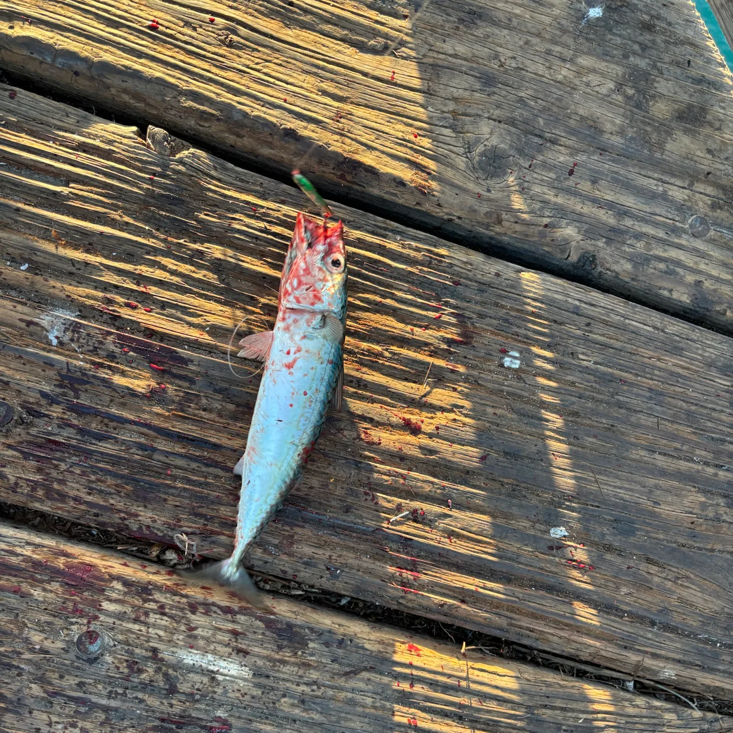 The most recent Pacific chub mackerel catches on Fishbrain
