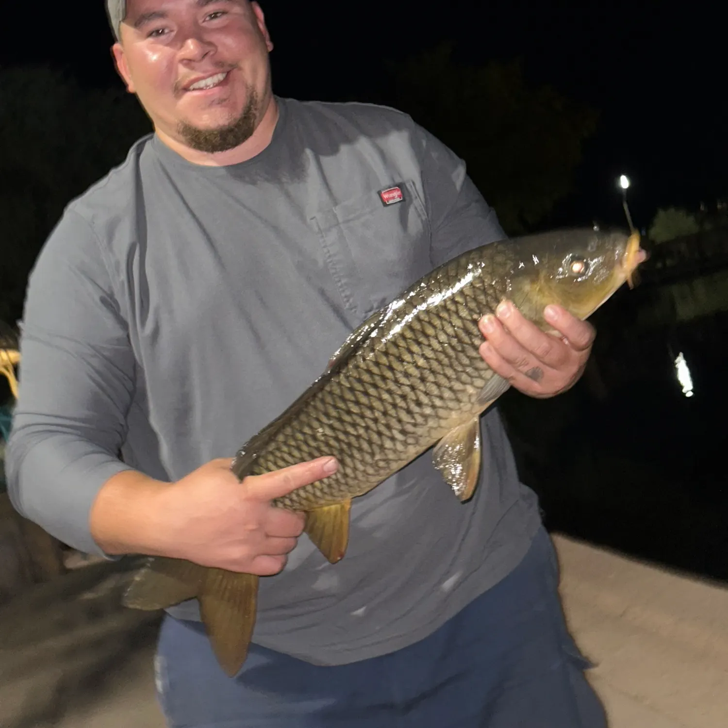 Common carp caught on Fishbrain