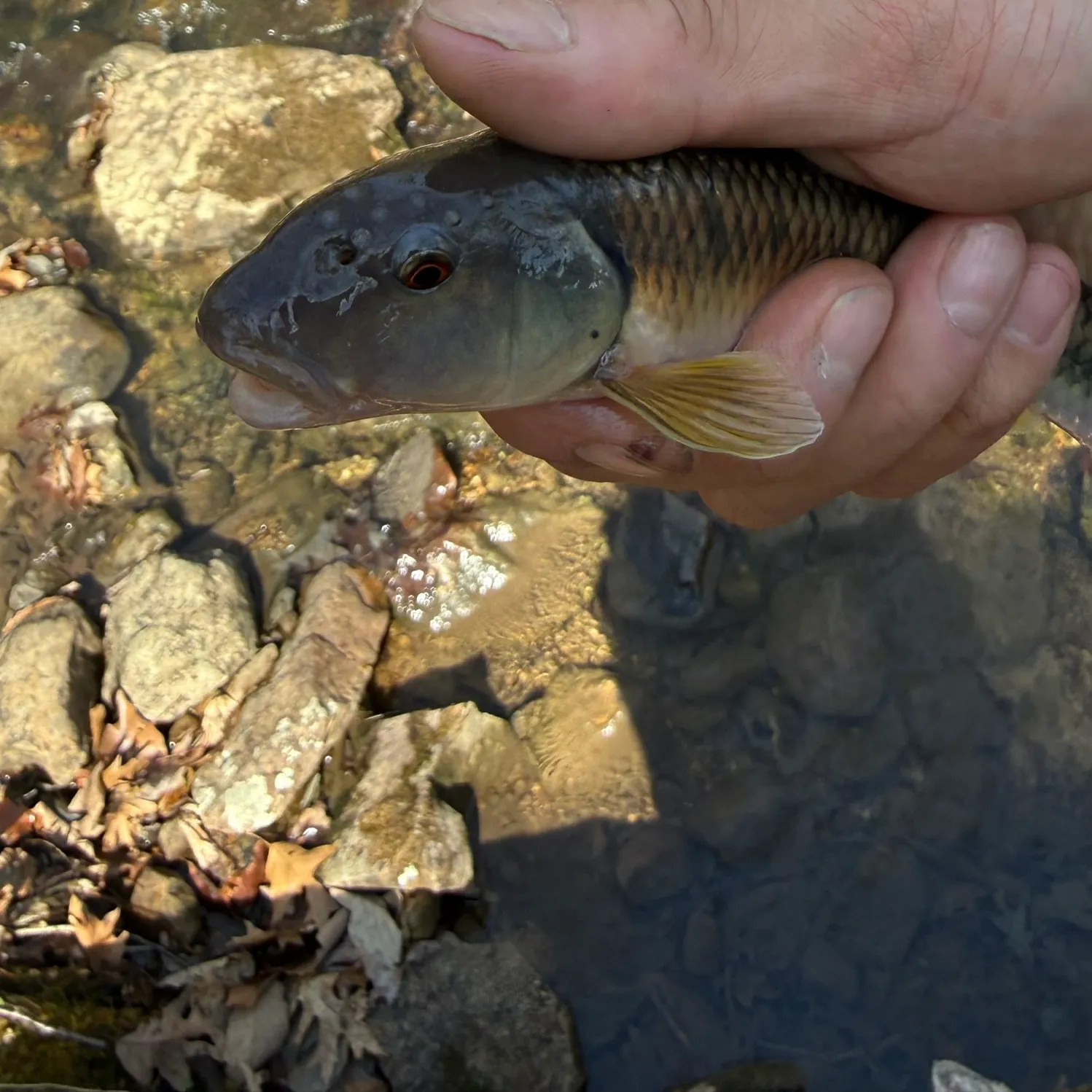 The most recent River chub catches on Fishbrain