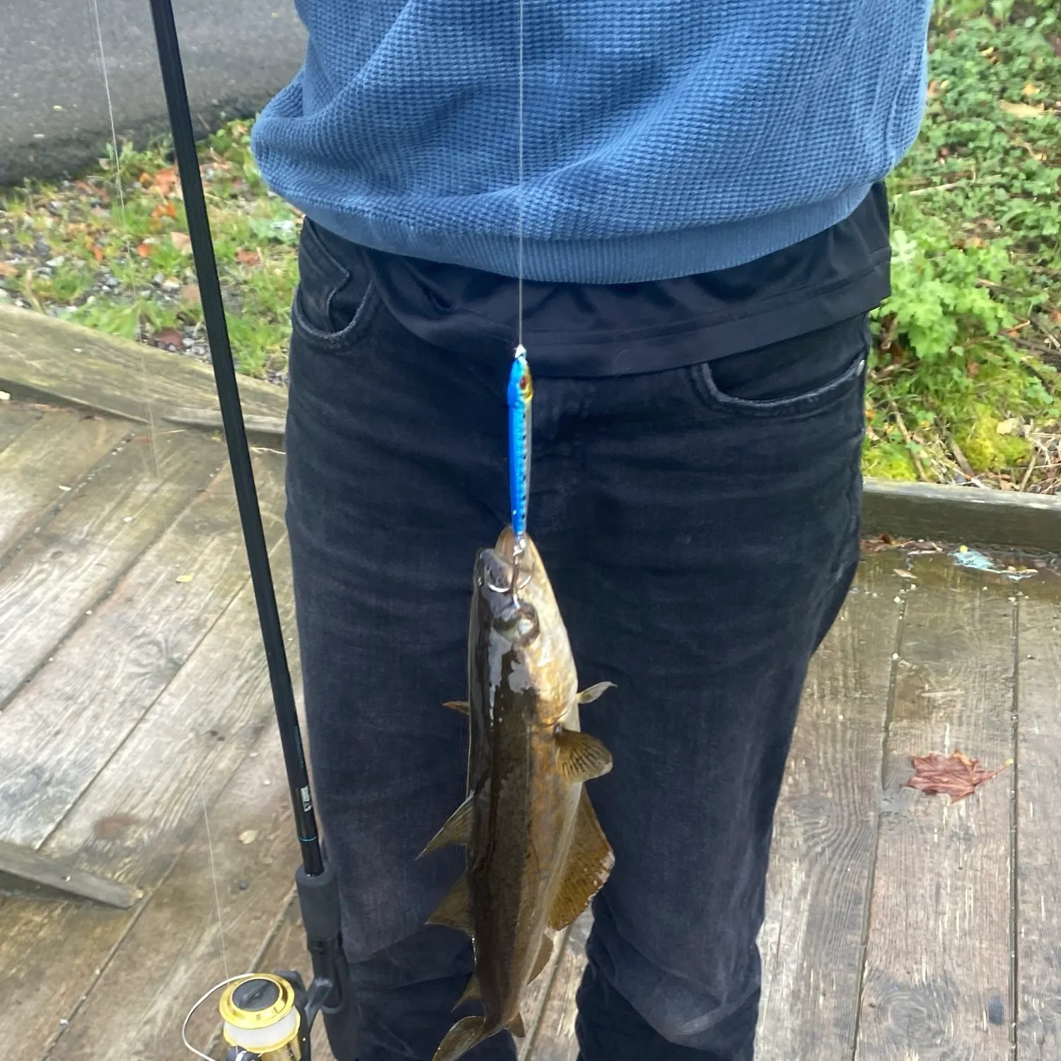 Pollack caught on Fishbrain