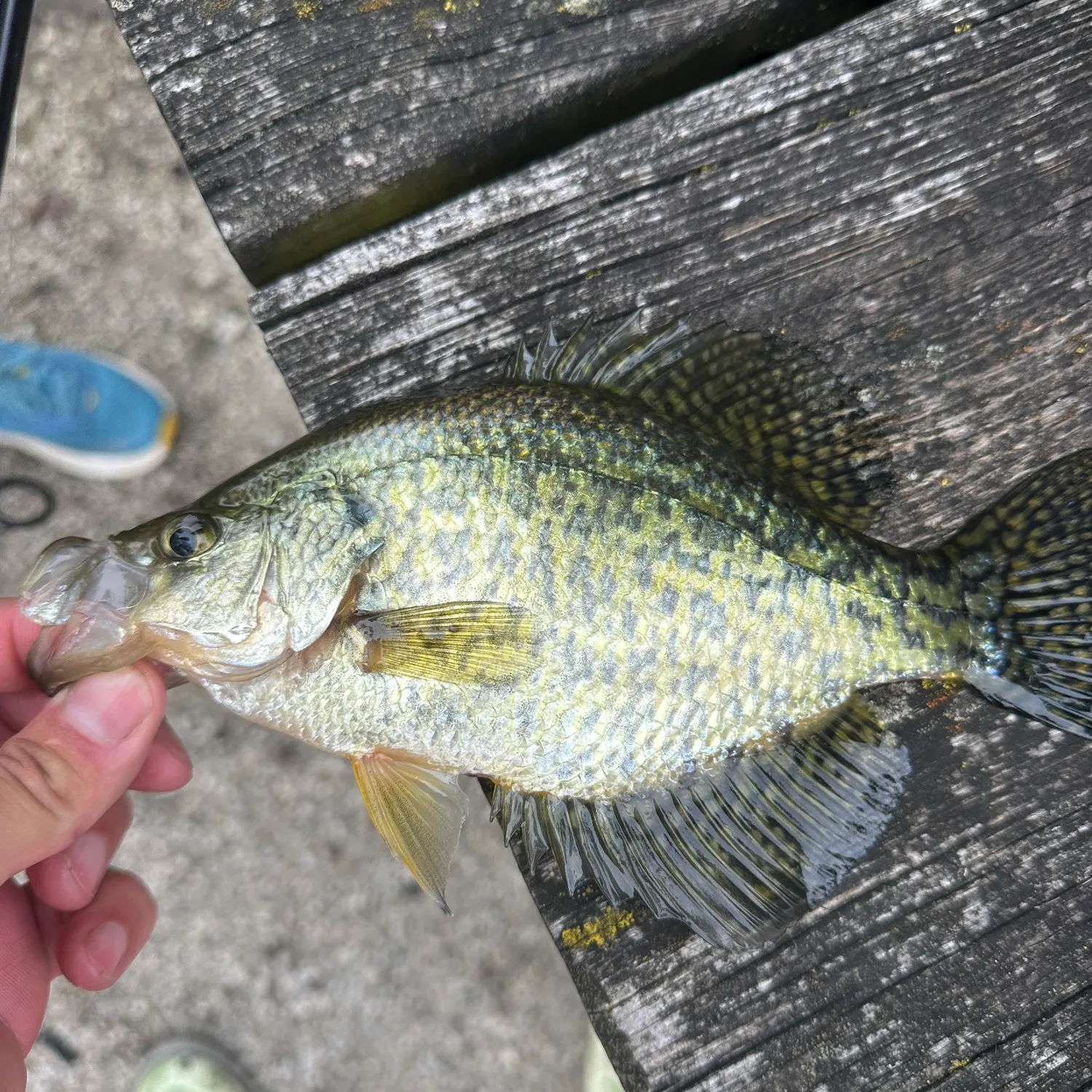 Black crappie caught on Fishbrain