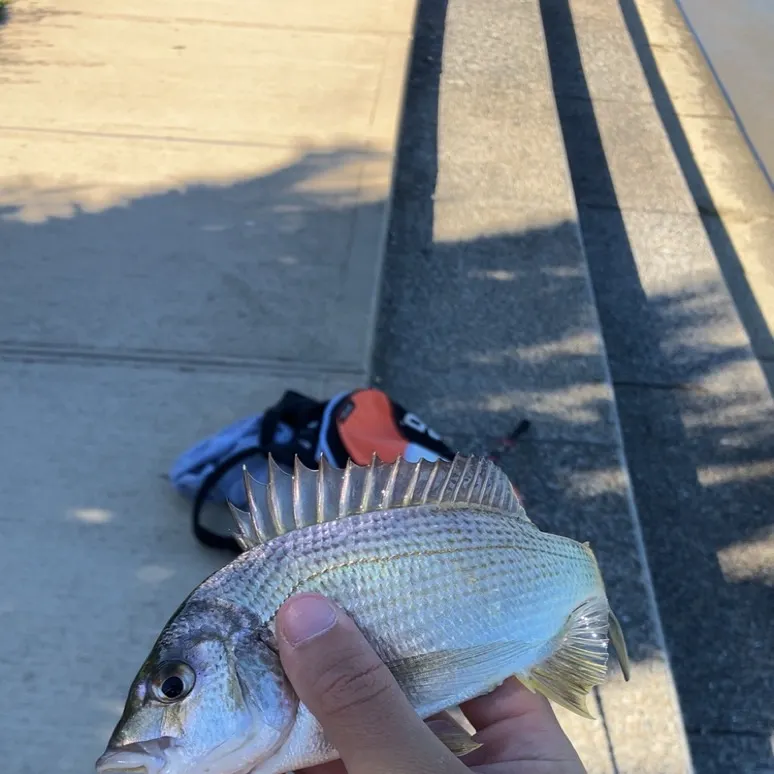 Southern black bream caught on Fishbrain