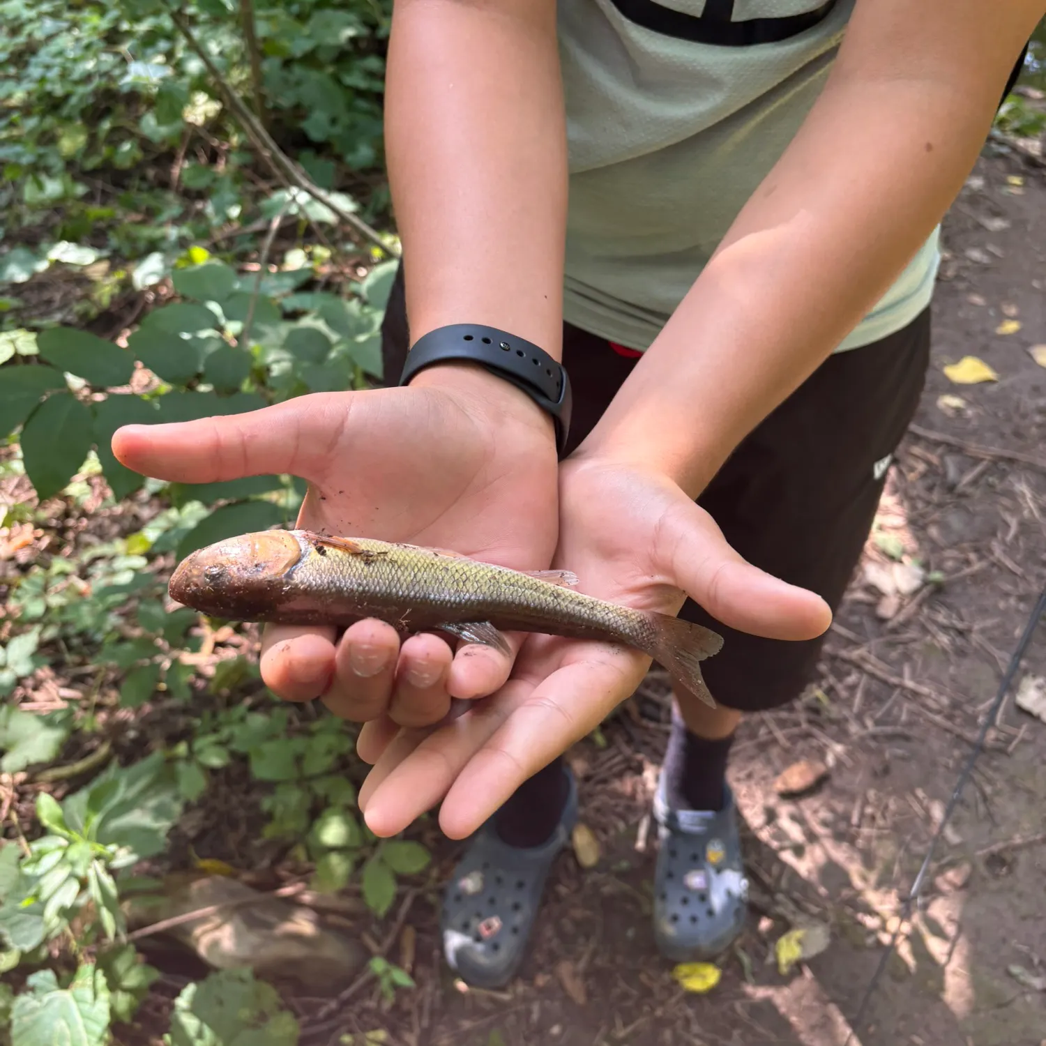 Creek chub caught on Fishbrain