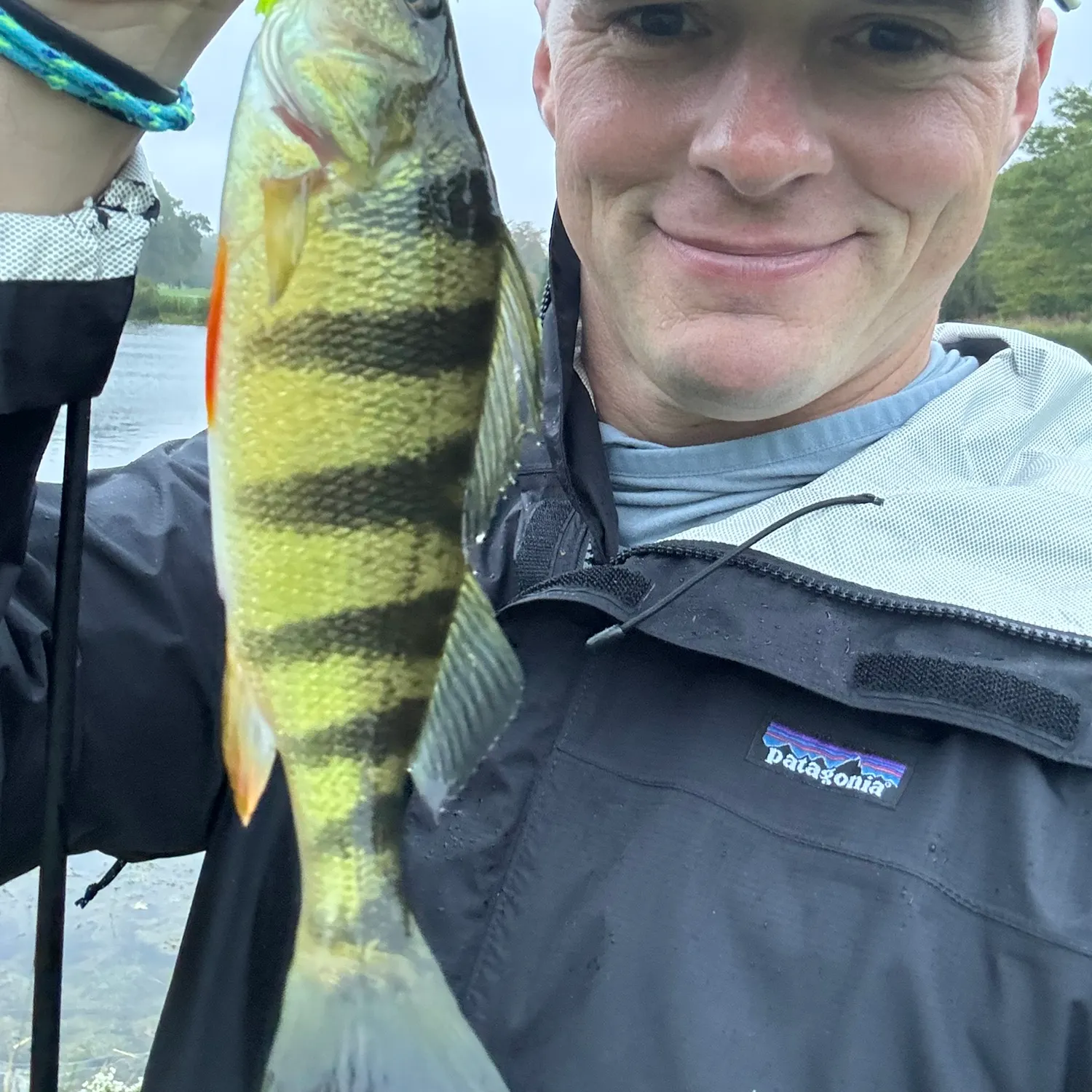 Yellow perch caught on Fishbrain
