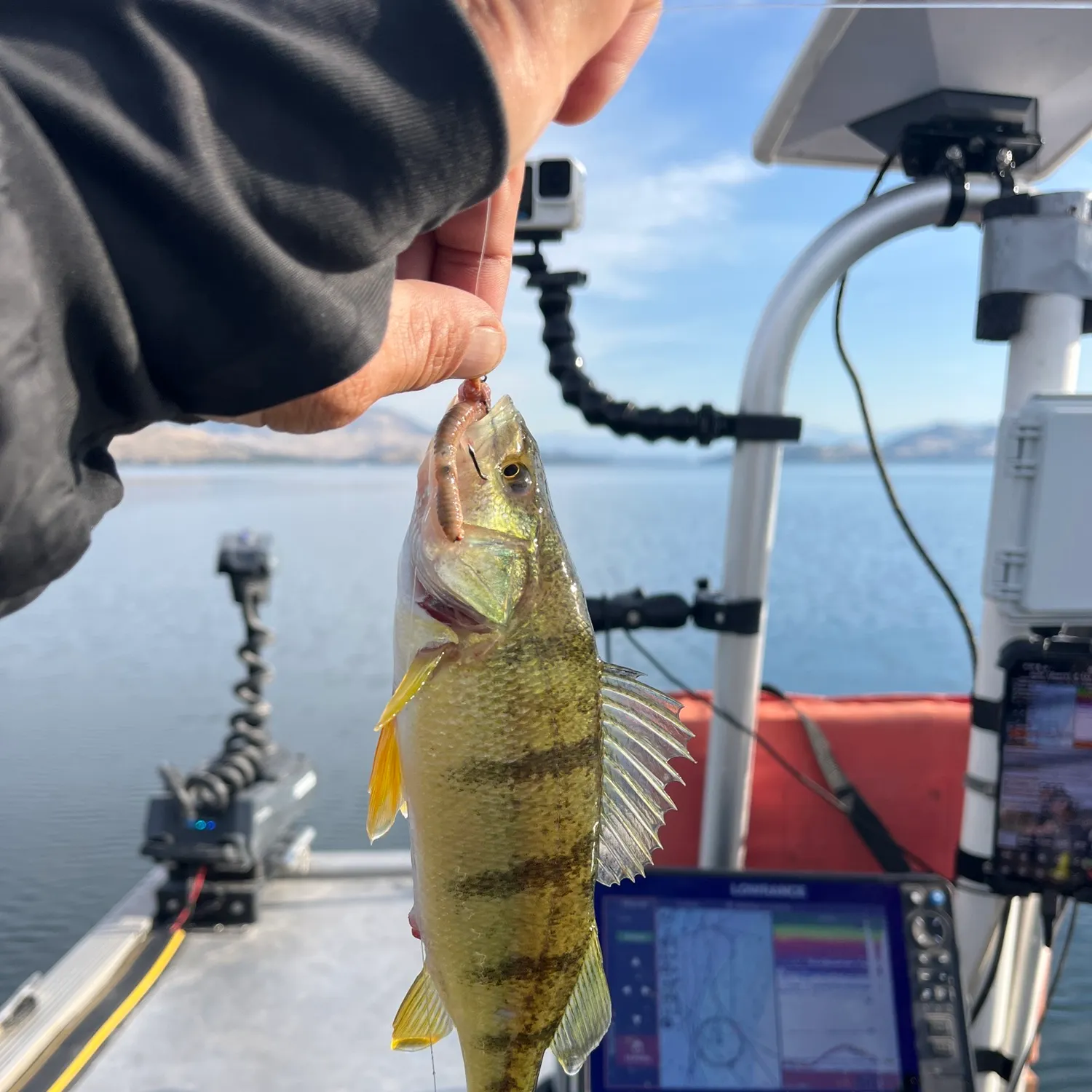 Yellow perch caught on Fishbrain