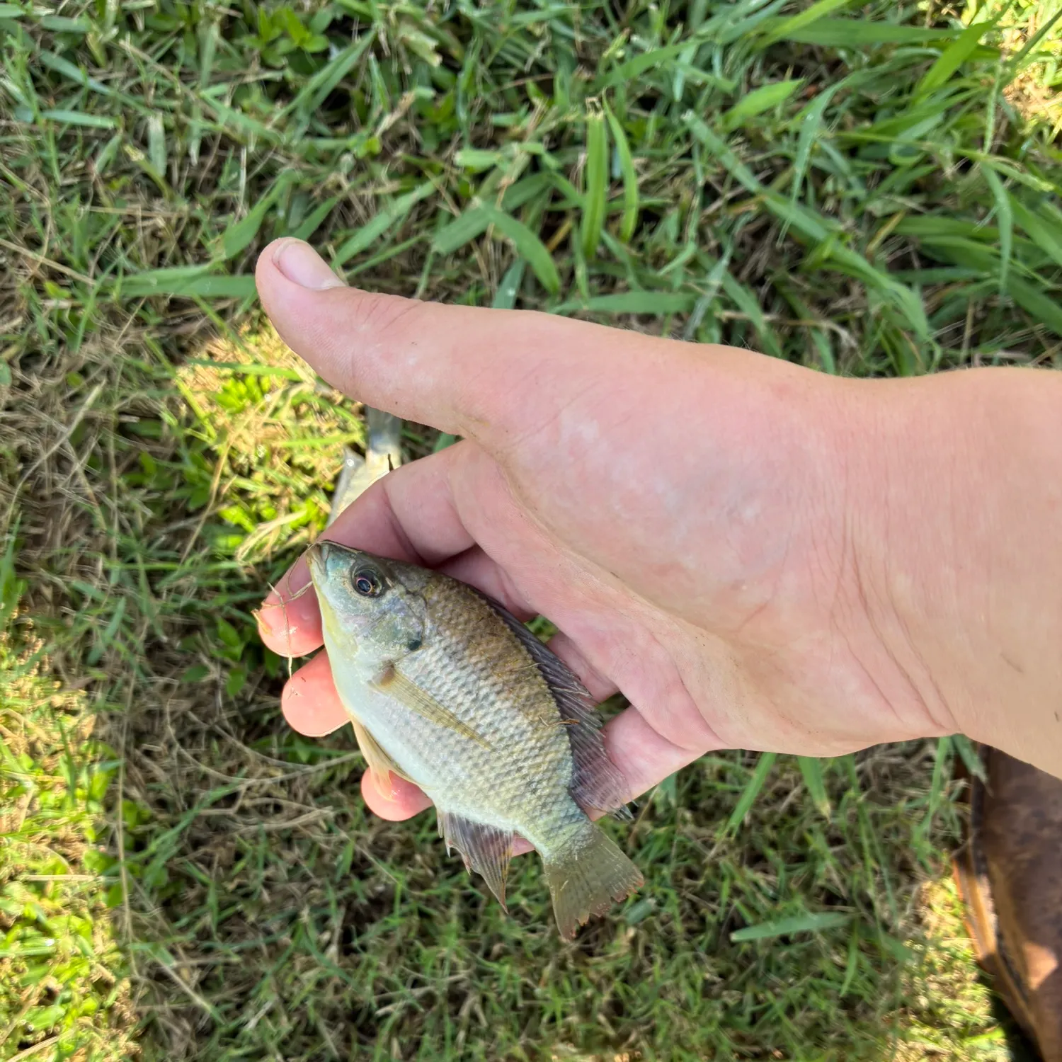 Blue tilapia caught on Fishbrain