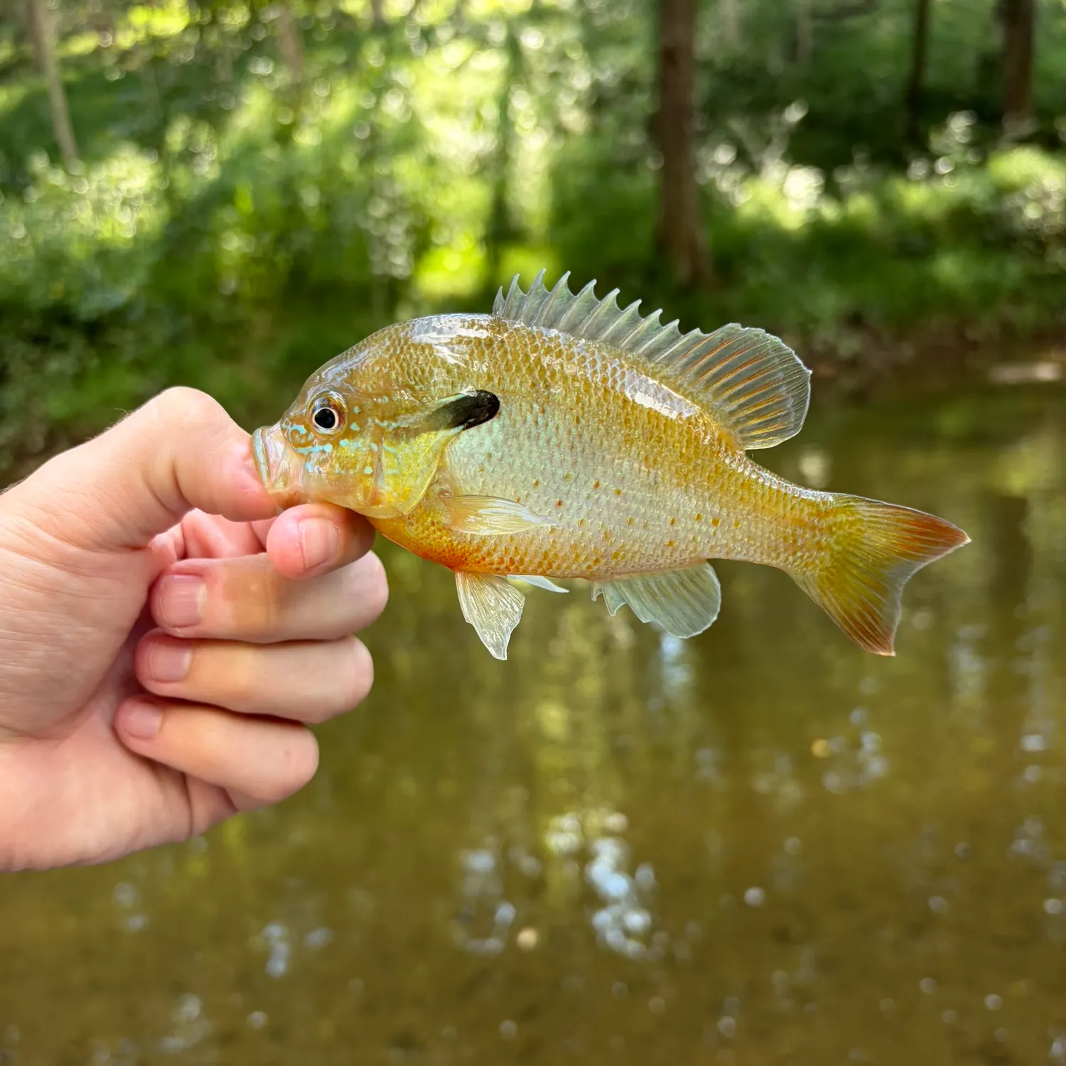 Redbreast sunfish caught on Fishbrain