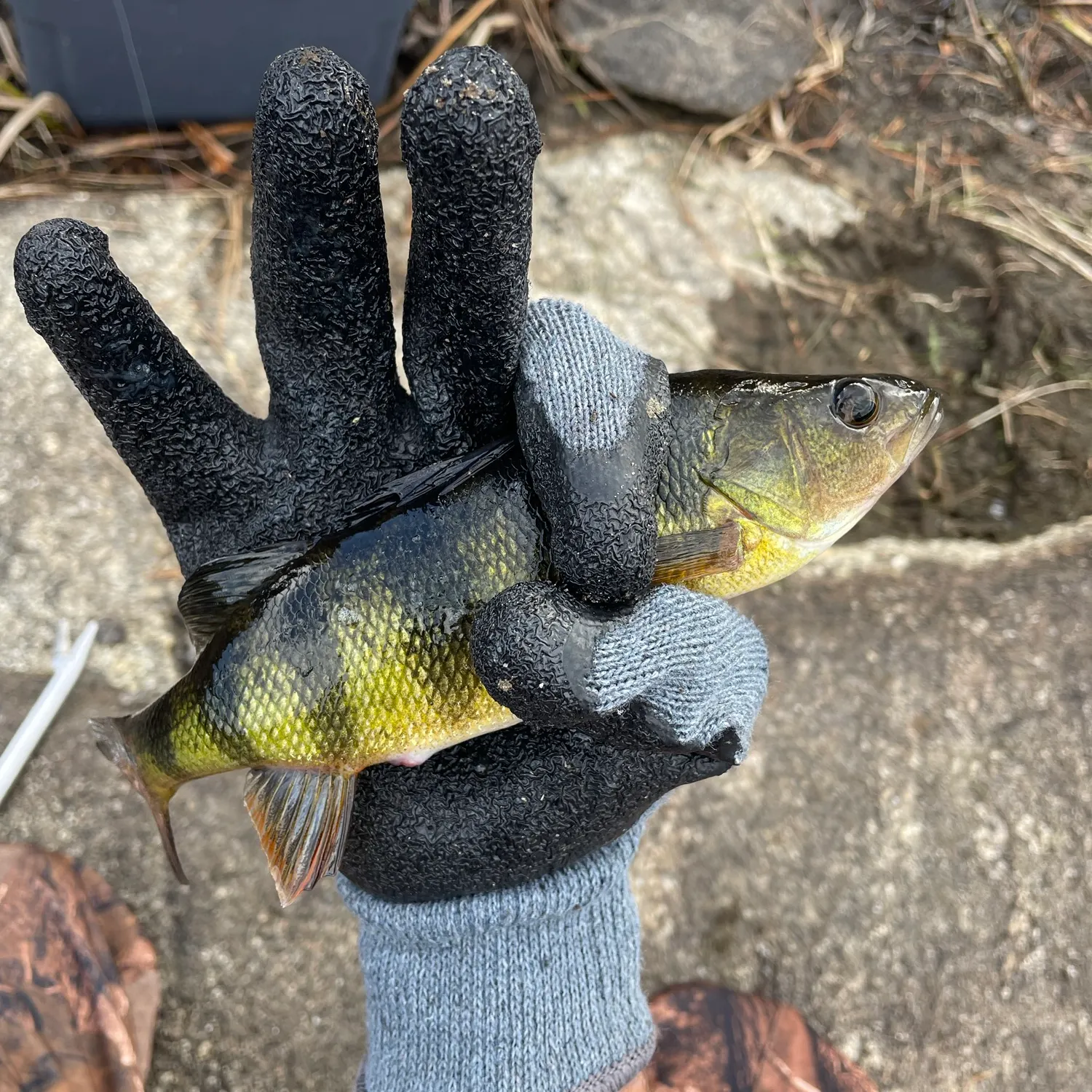 Yellow perch caught on Fishbrain