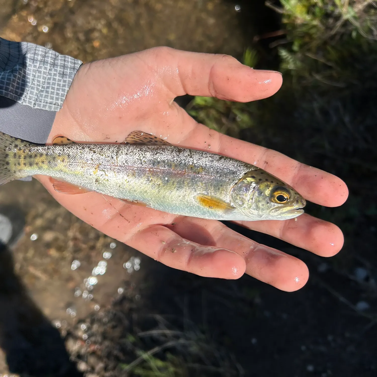 The most recent Columbia river redband trout catches on Fishbrain